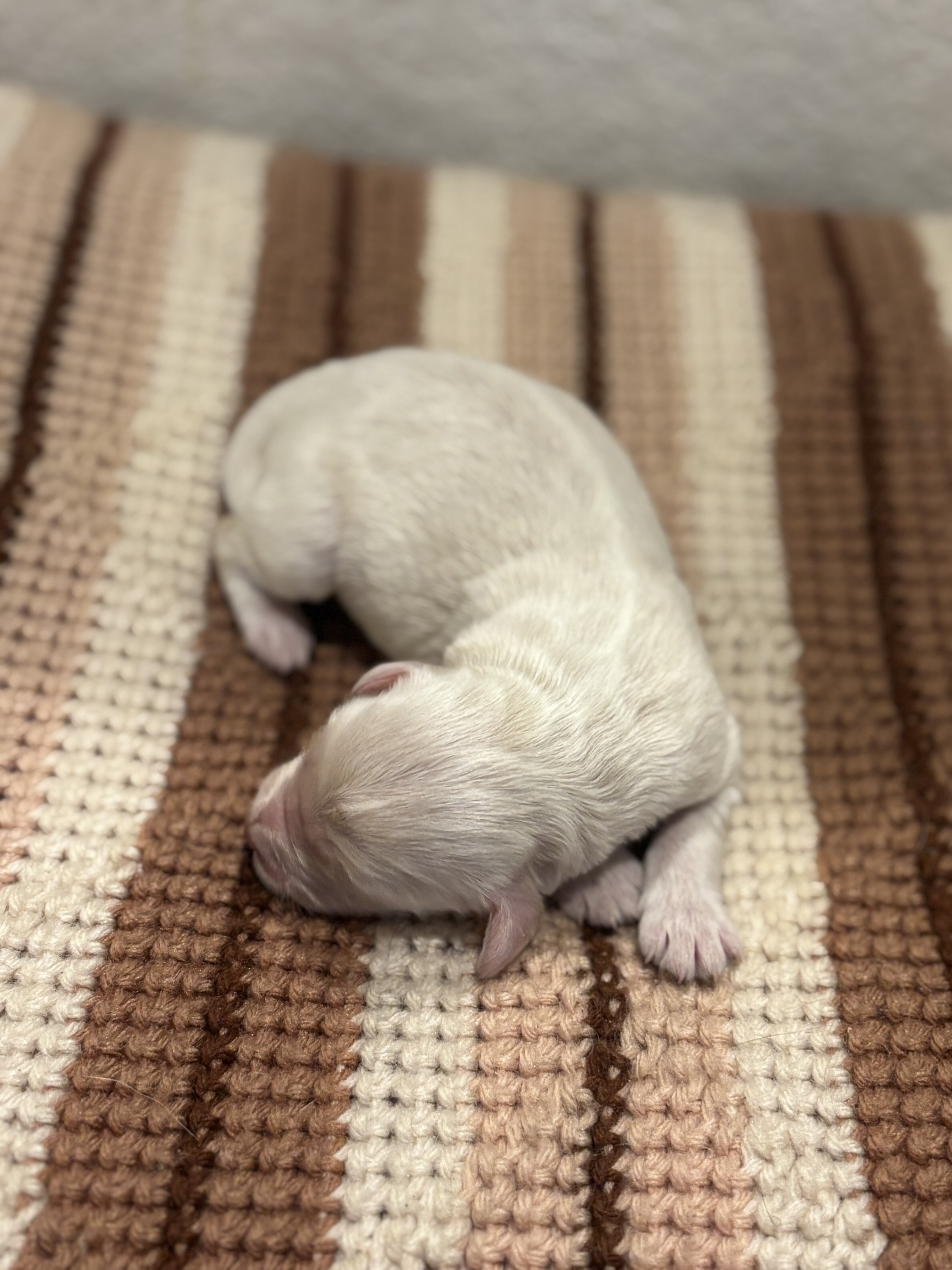 Family Raised Aussiedoodle puppies image 7