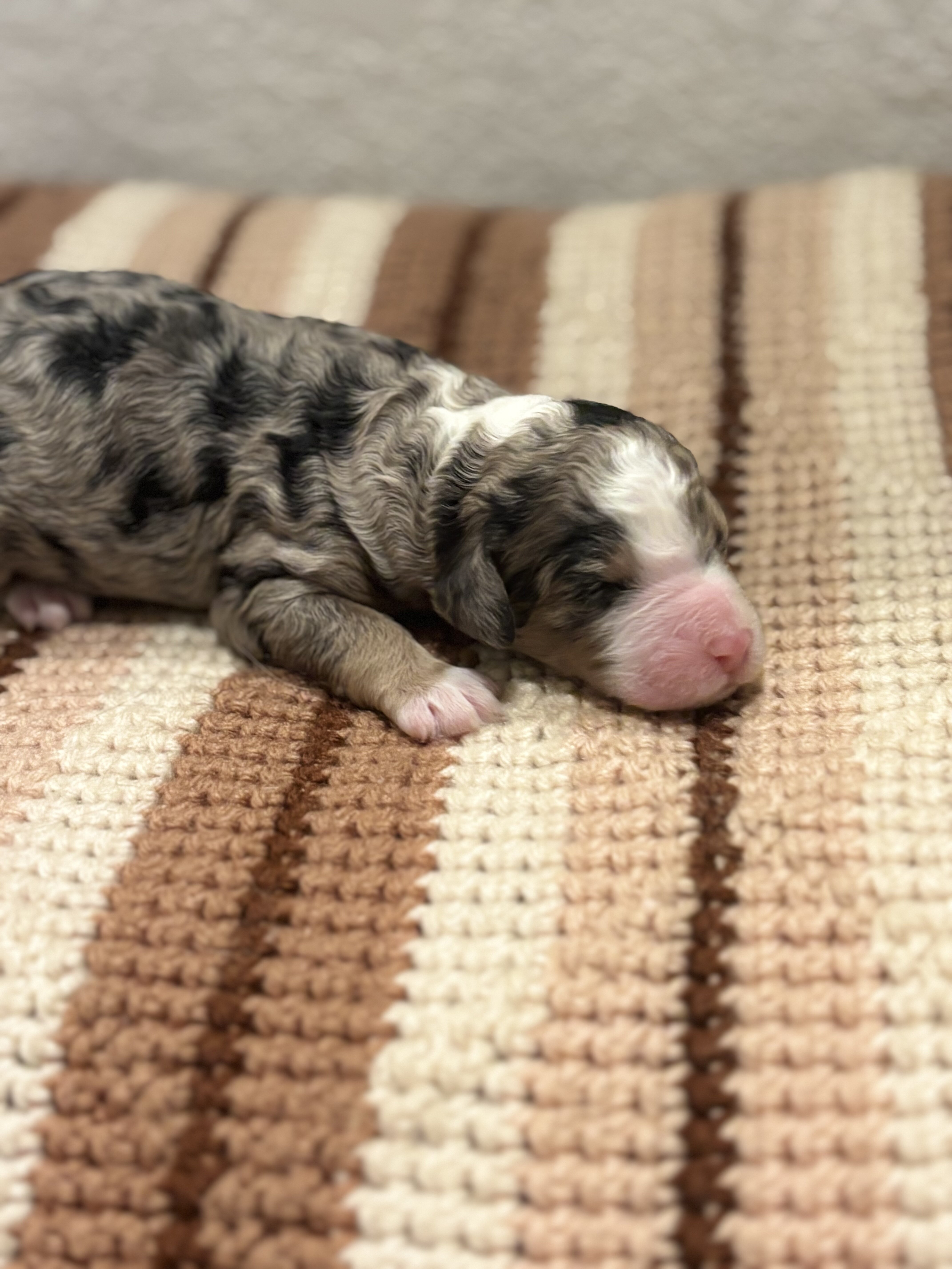Family Raised Aussiedoodle puppies image 4