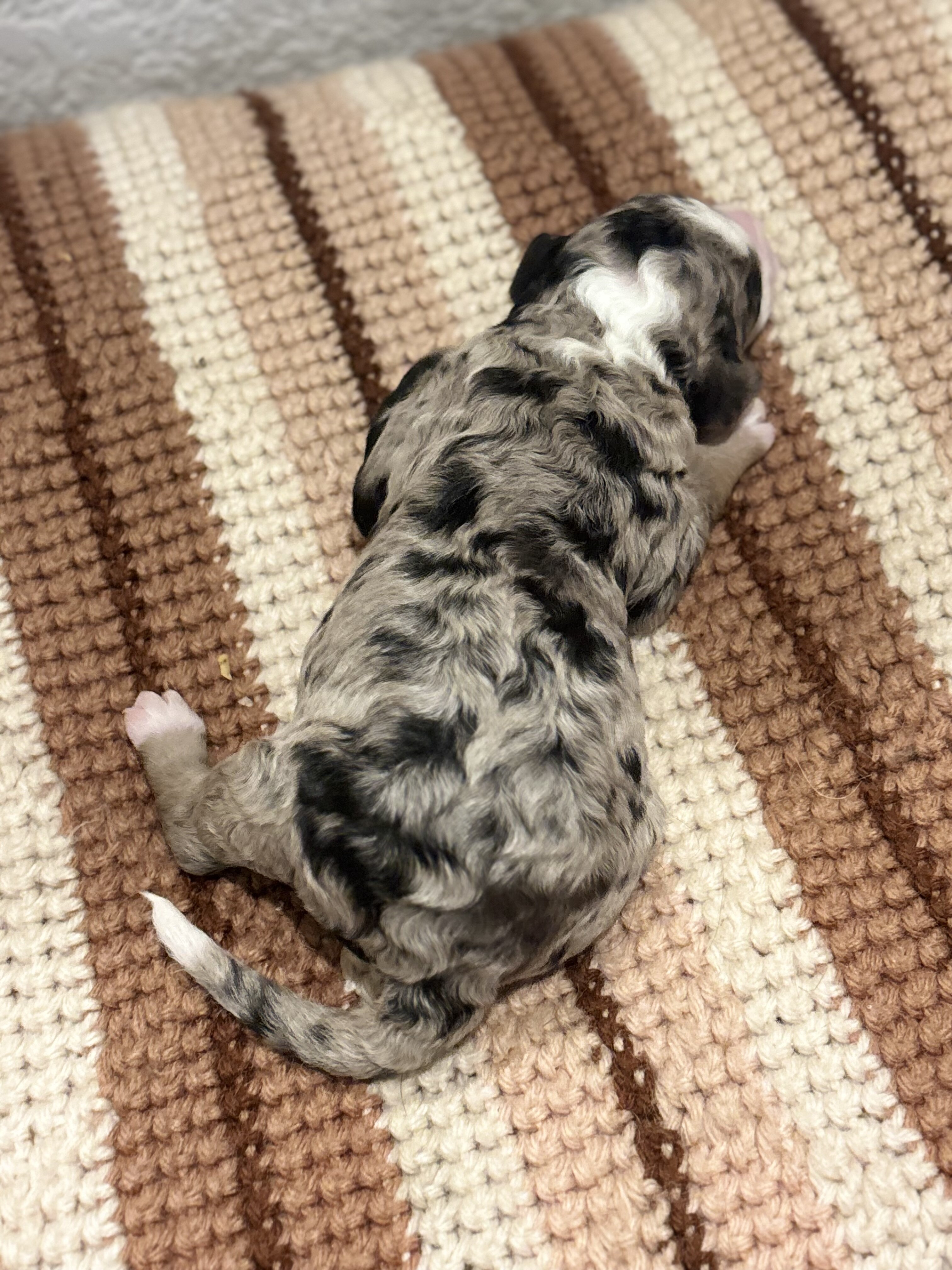 Family Raised Aussiedoodle puppies image 5