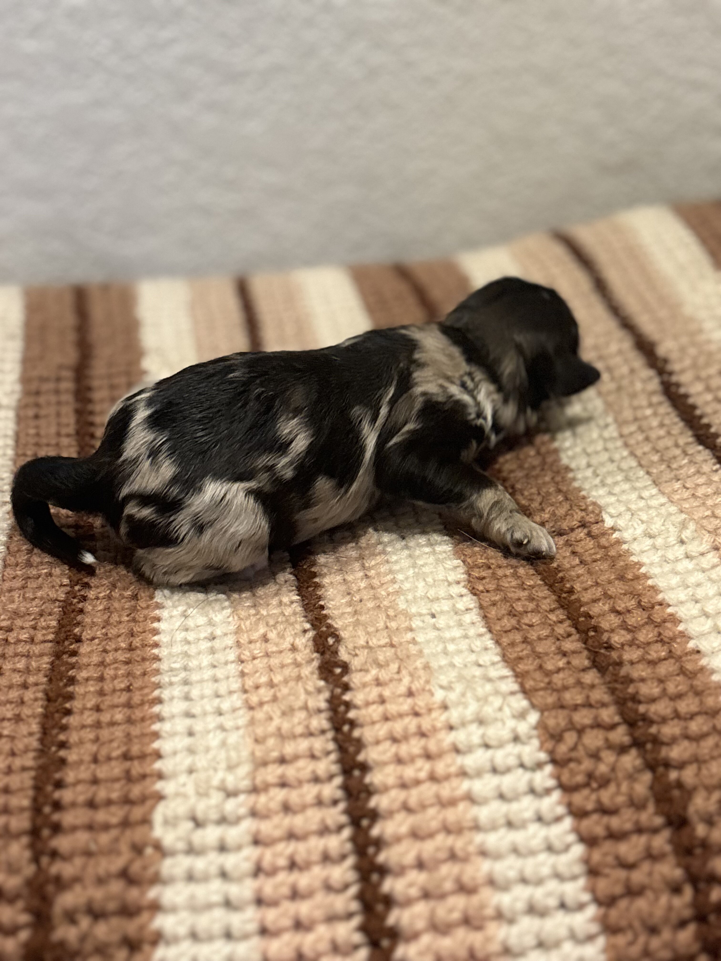 Family Raised Aussiedoodle puppies image 3