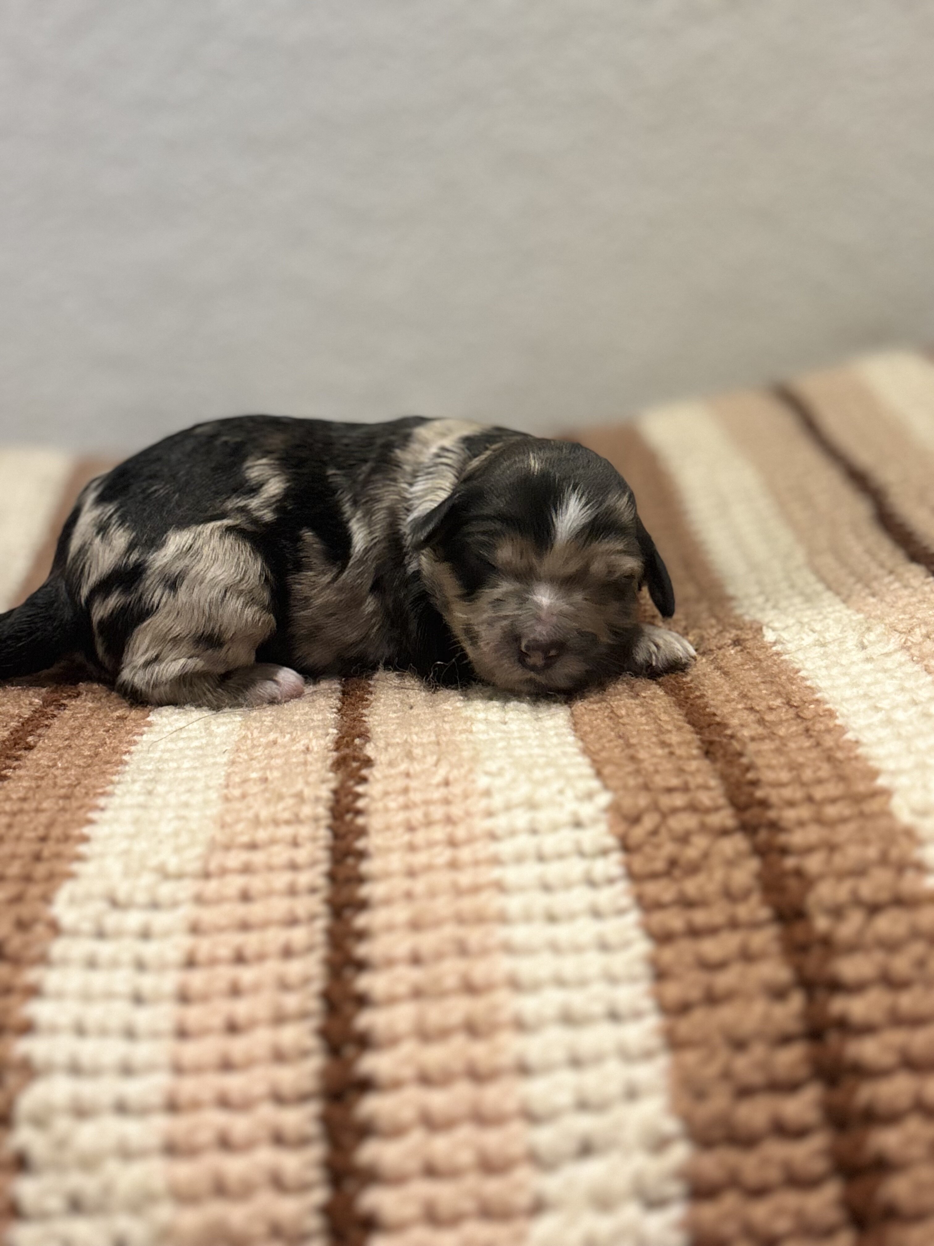 Family Raised Aussiedoodle puppies image 2