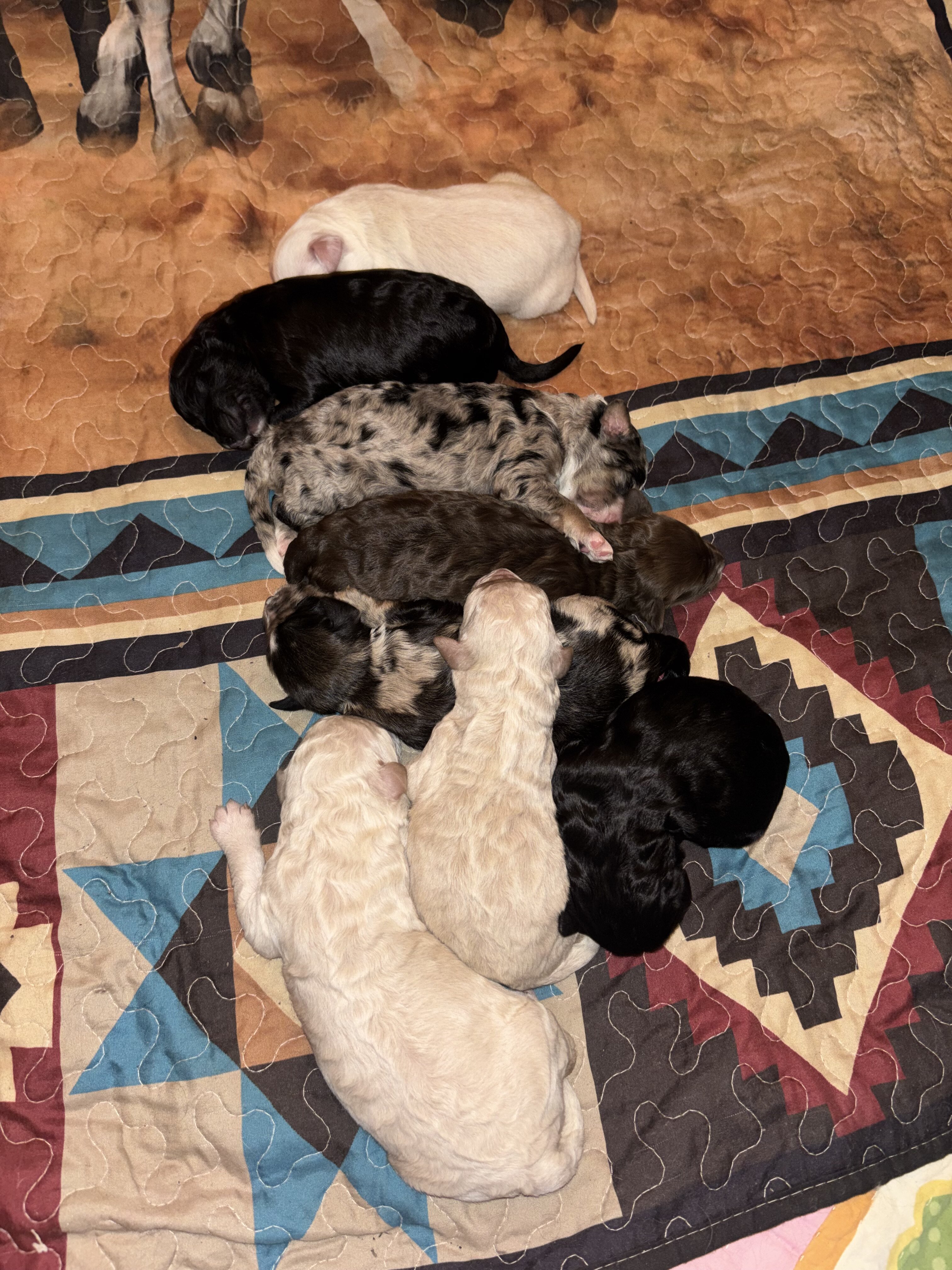 Family Raised Aussiedoodle puppies image 1