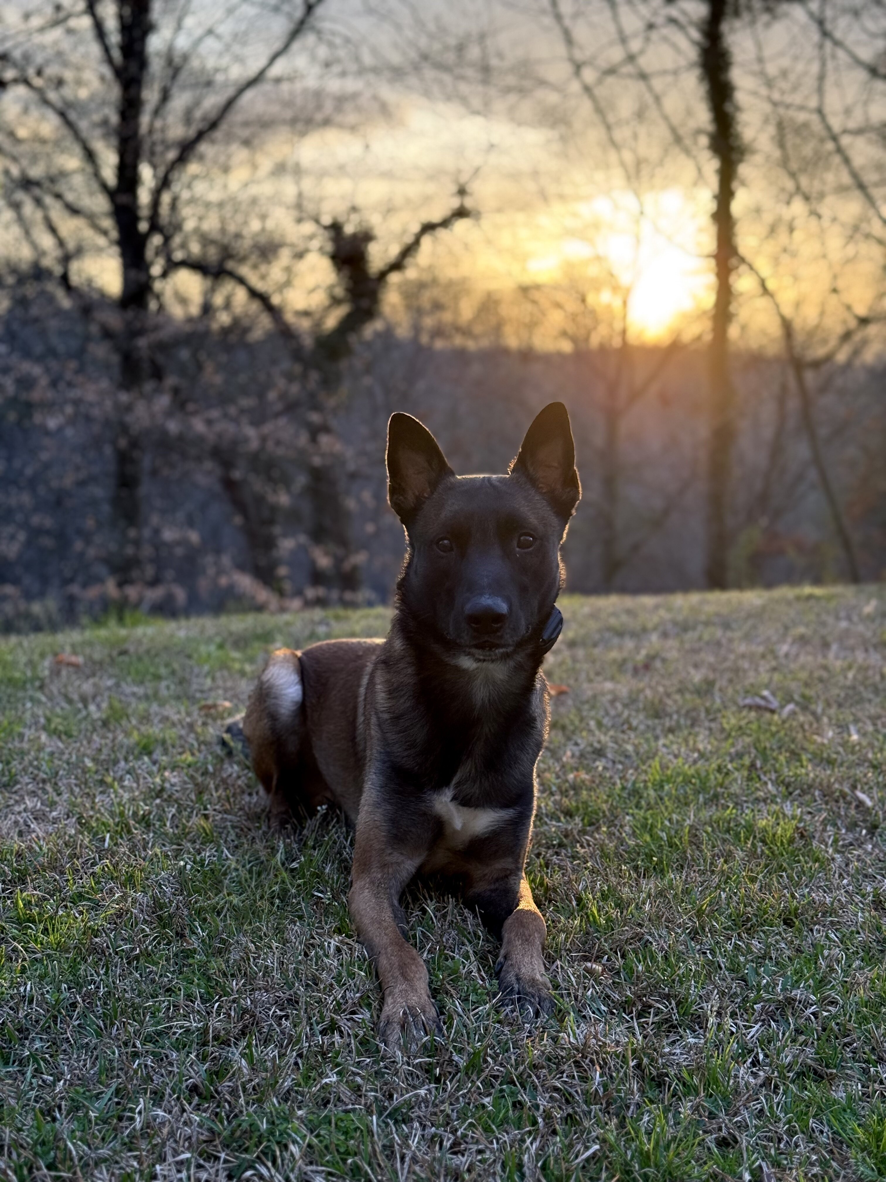 Dog image 1