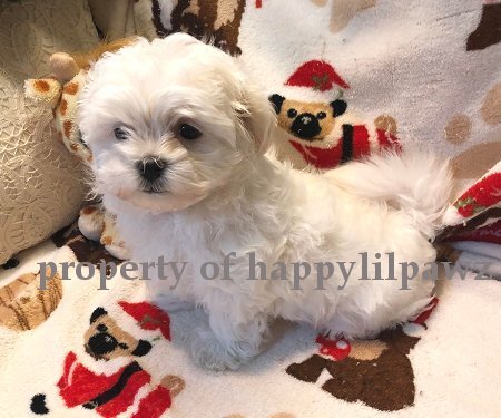 AKC Maltese Puppies image 1