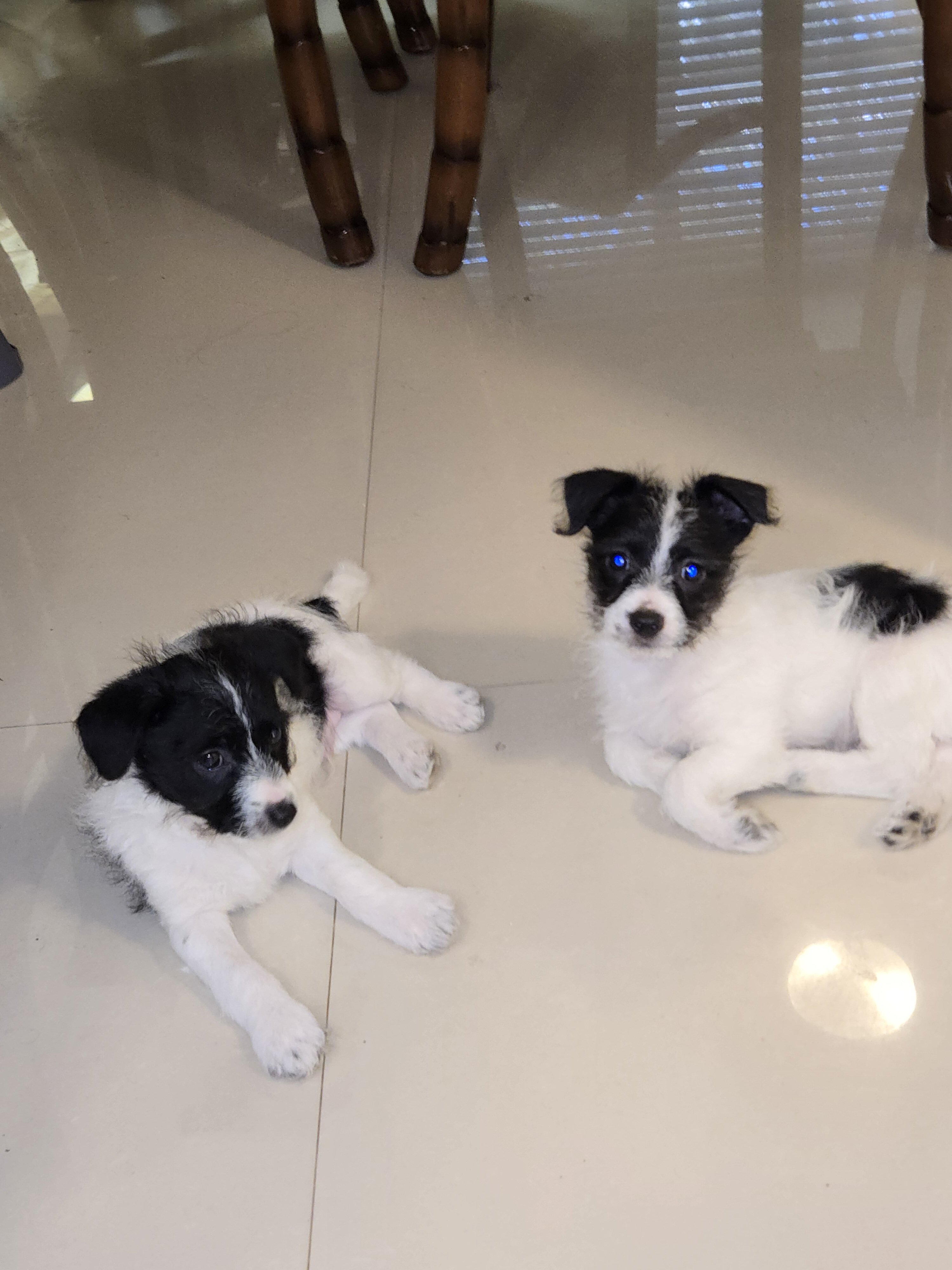 Chipoo puppy looking for a home image 1