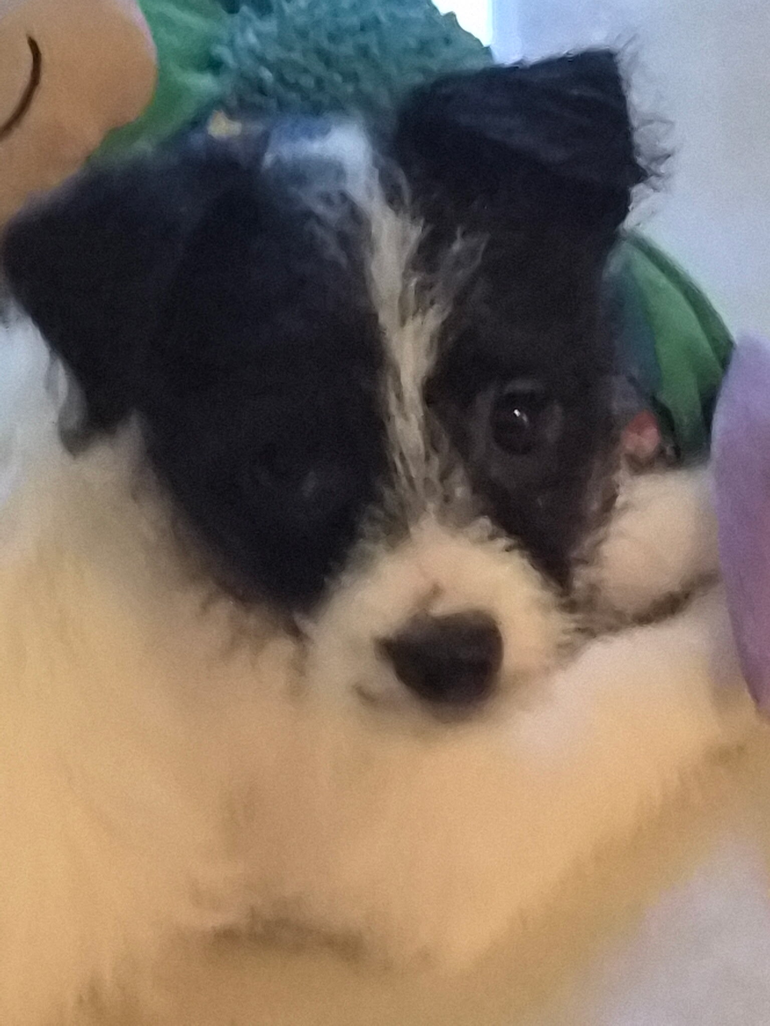 Chipoo puppy looking for a home image 2