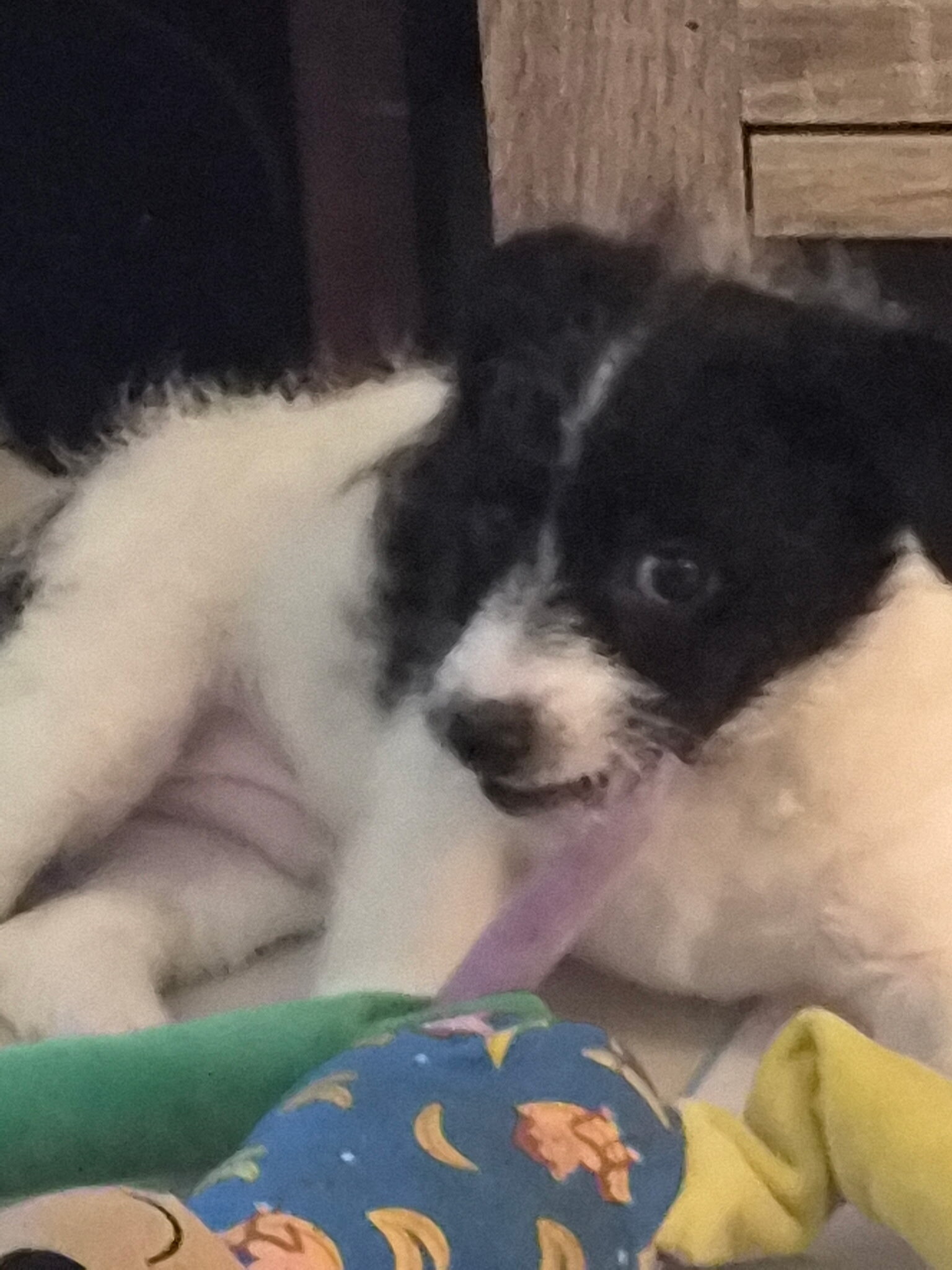 Chipoo puppy looking for a home image 3