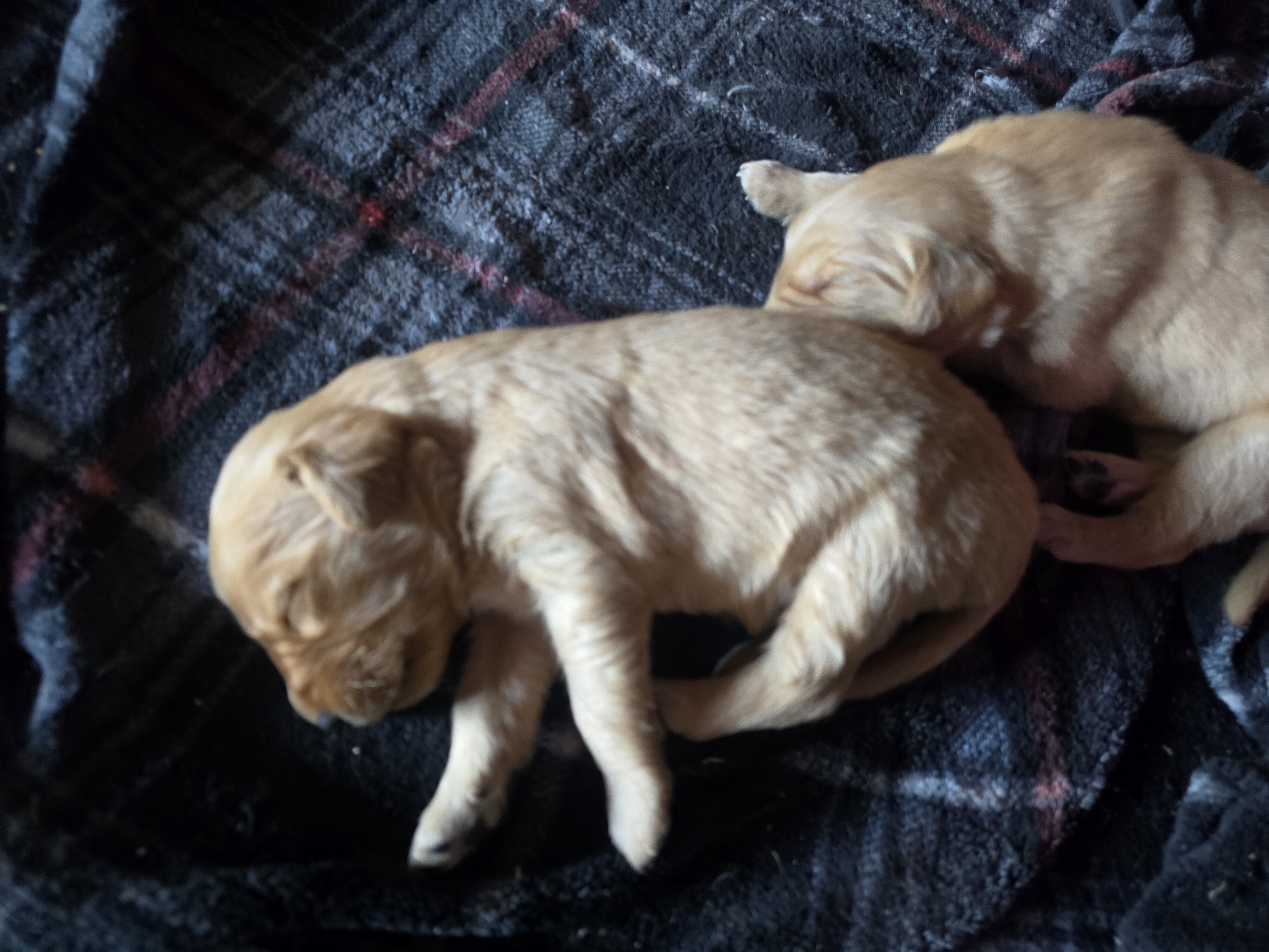 Golden Retriever Puppies - Girls image 9