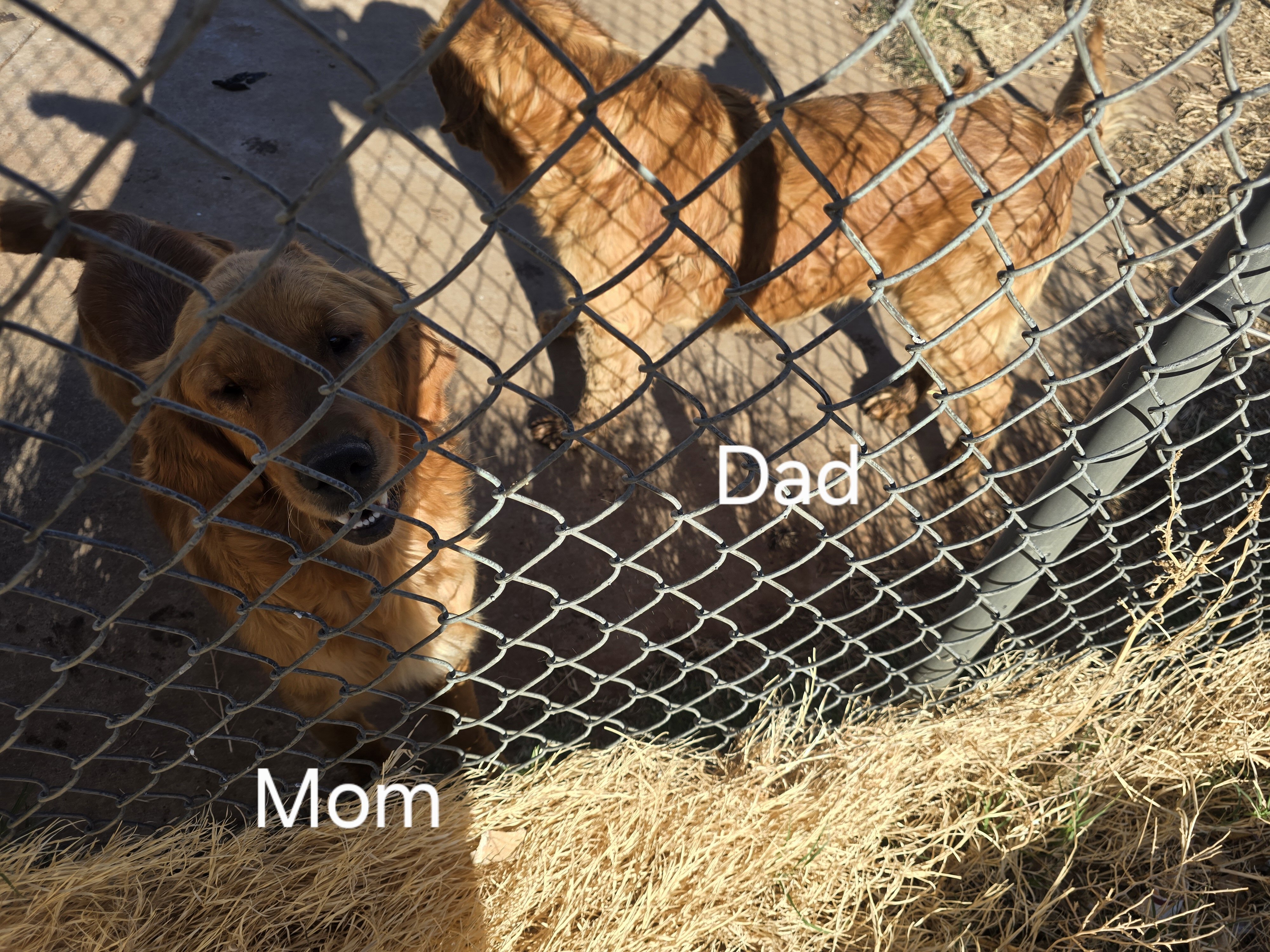 Golden Retriever Puppies - Girls image 10