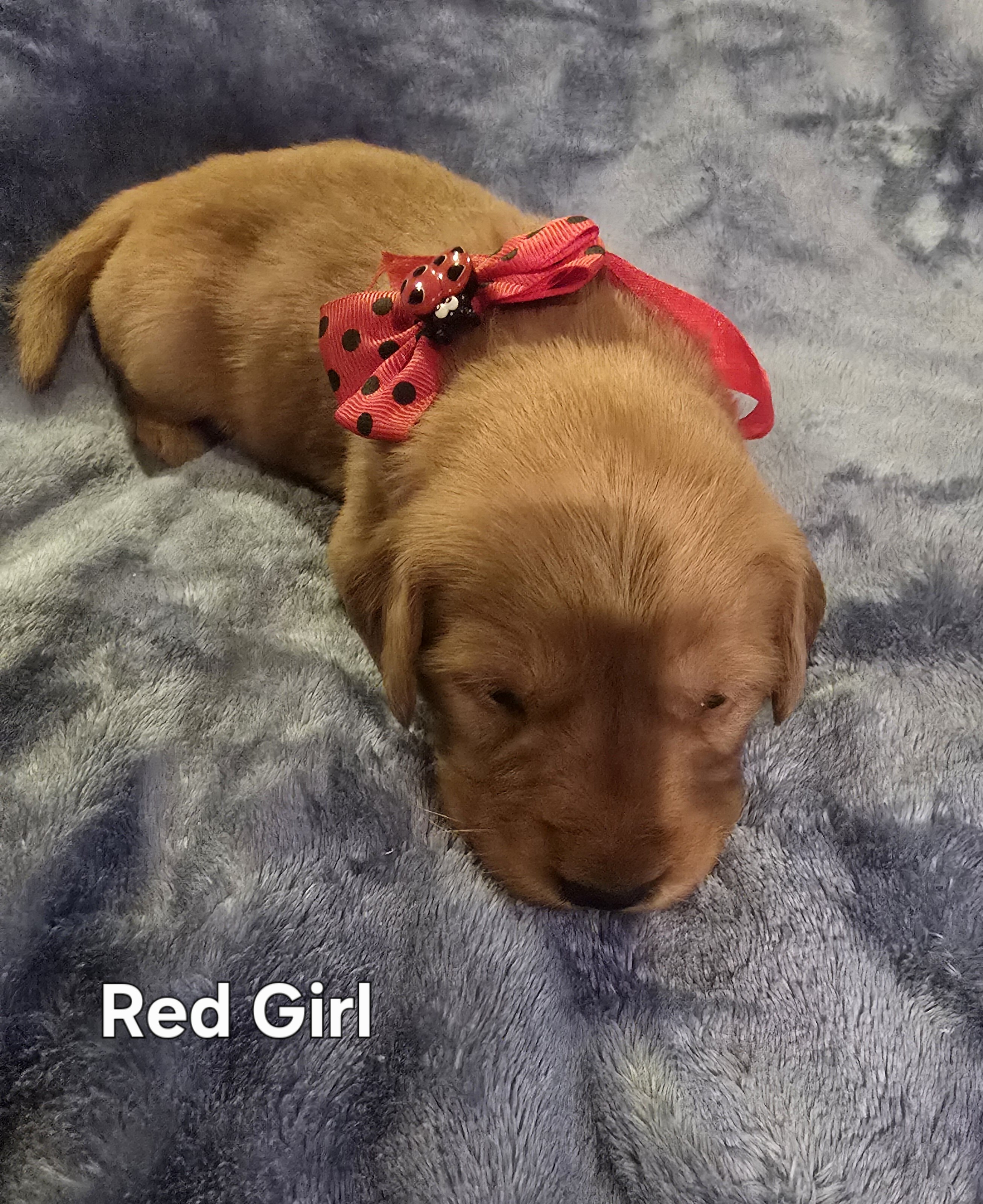 Golden Retriever Puppies - Girls image 7