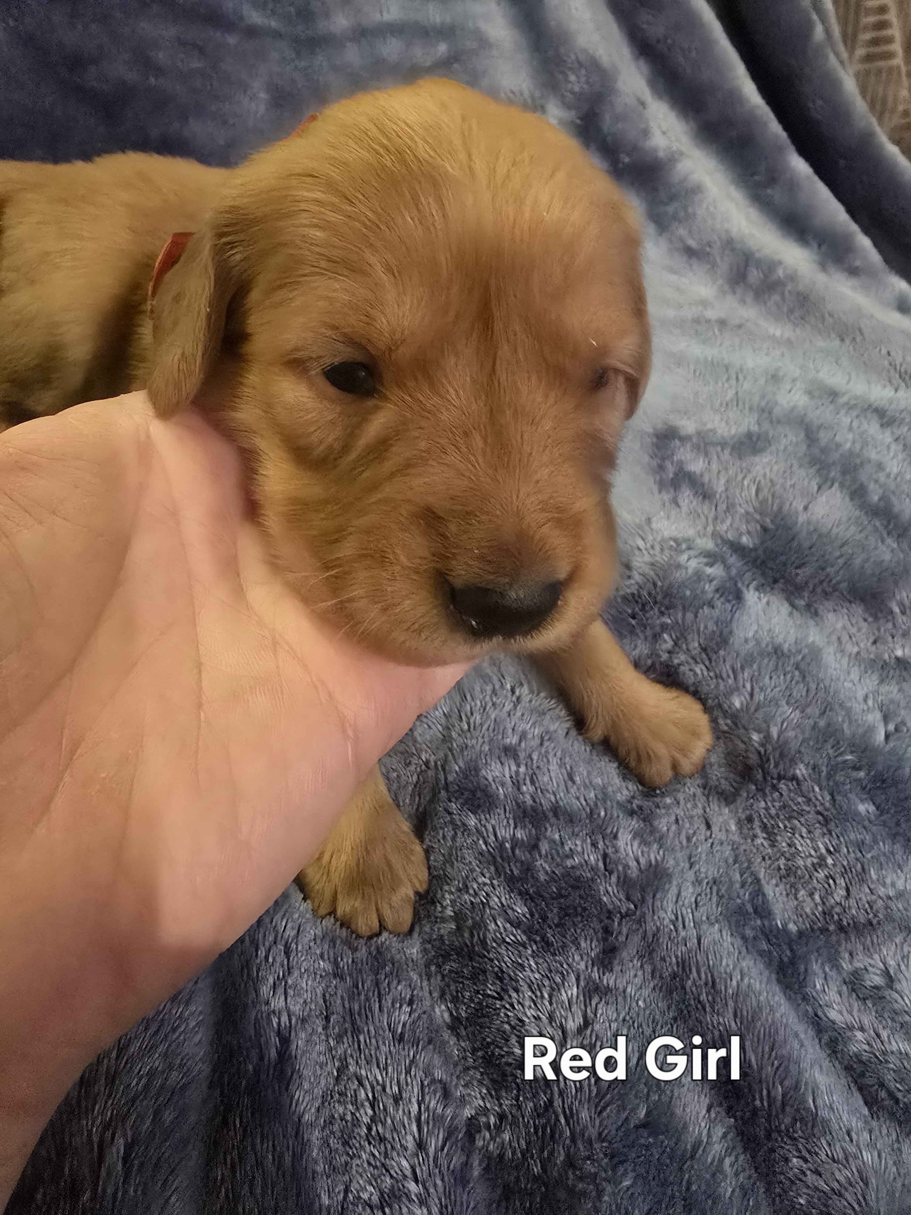 Golden Retriever Puppies - Girls image 8