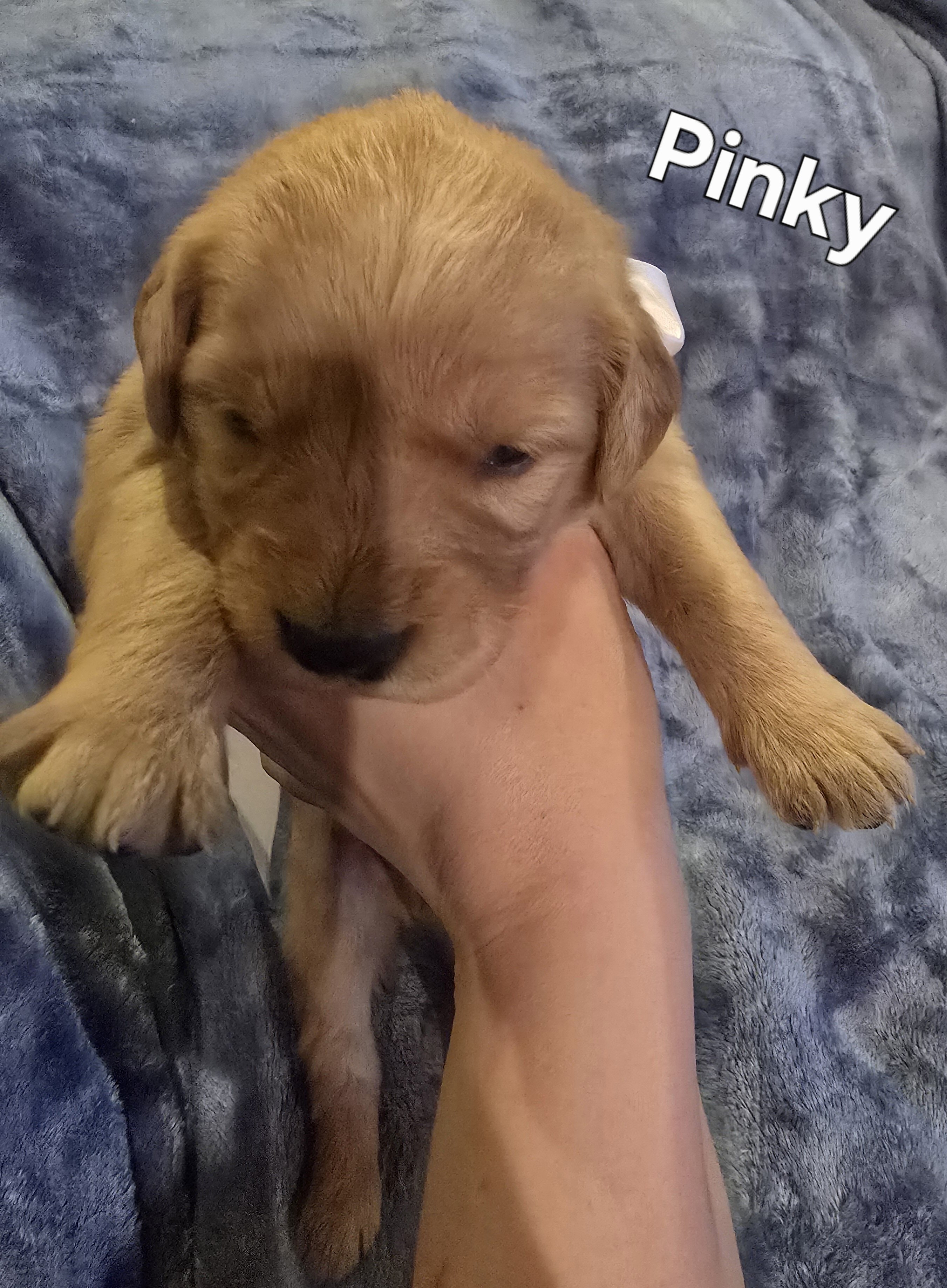 Golden Retriever Puppies - Girls image 6