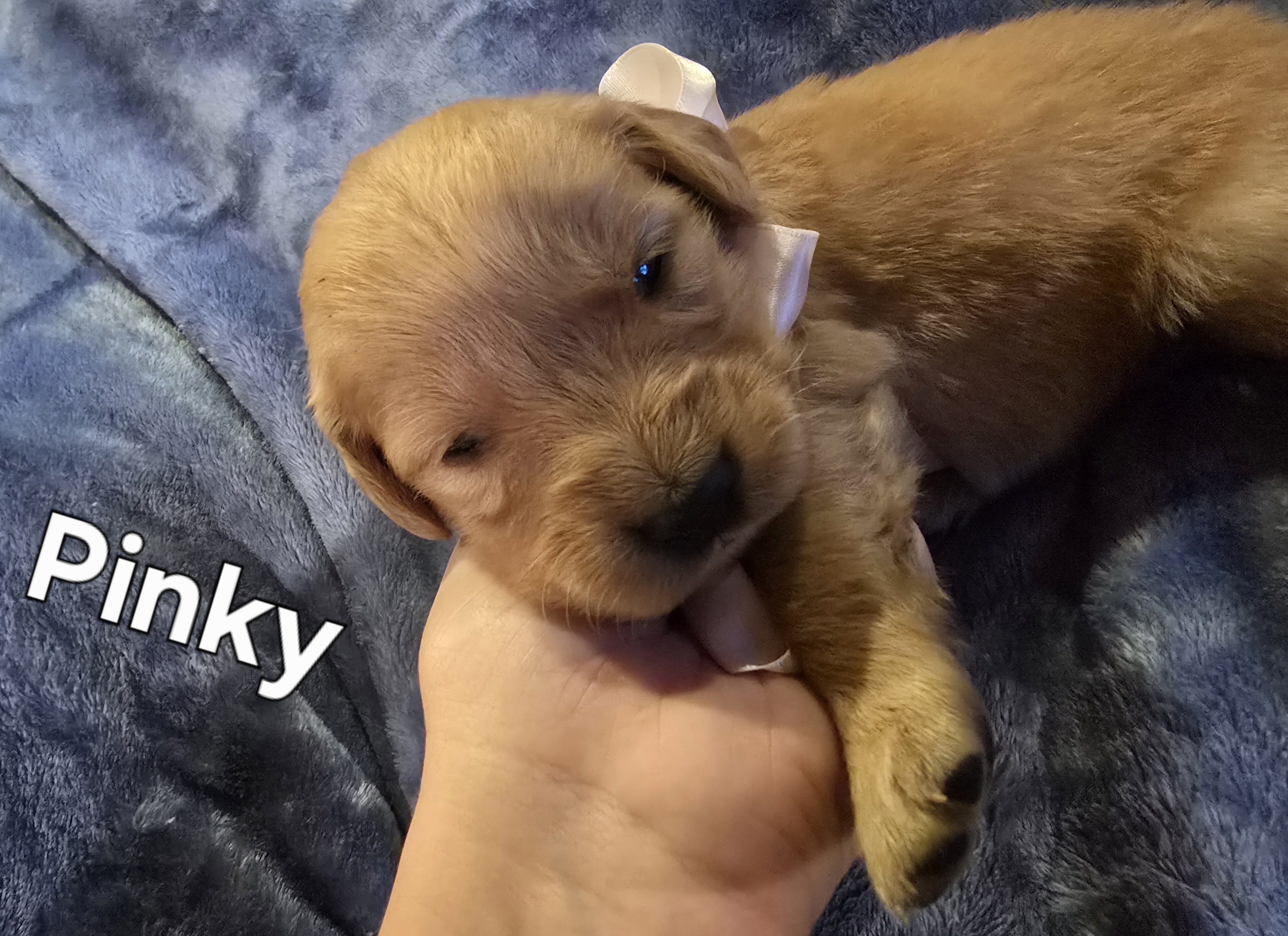 Golden Retriever Puppies - Girls image 5