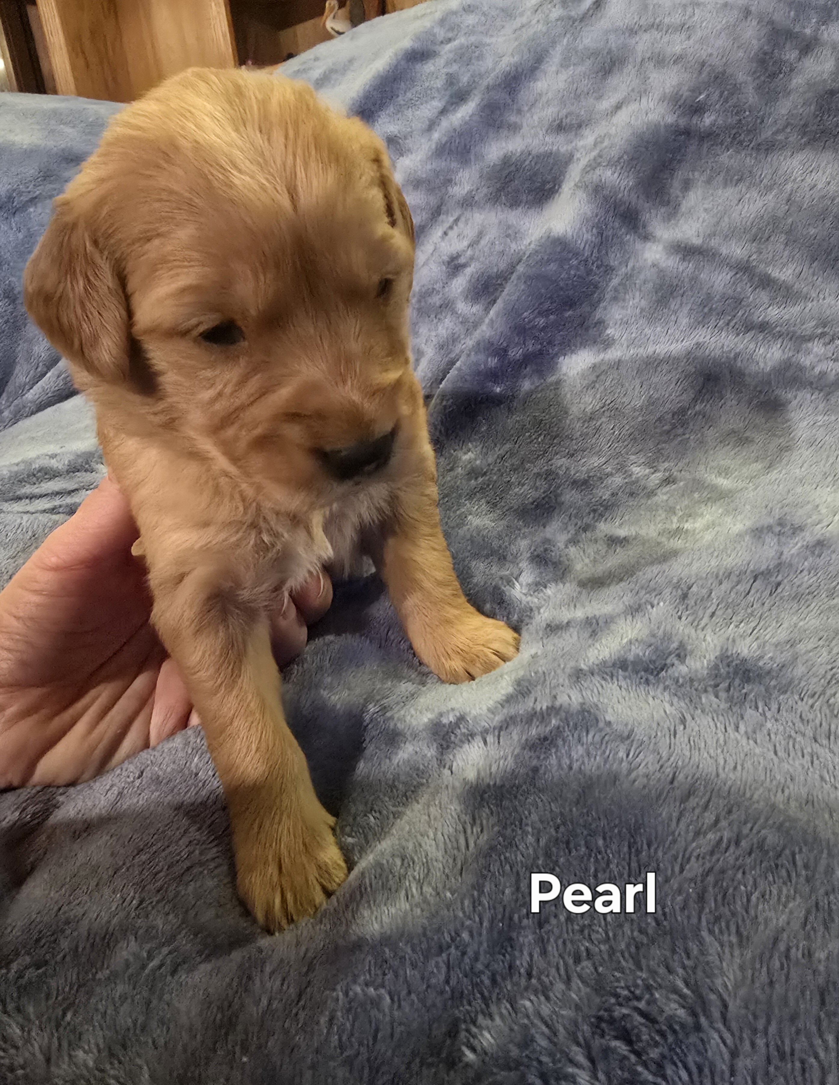 Golden Retriever Puppies - Girls image 4
