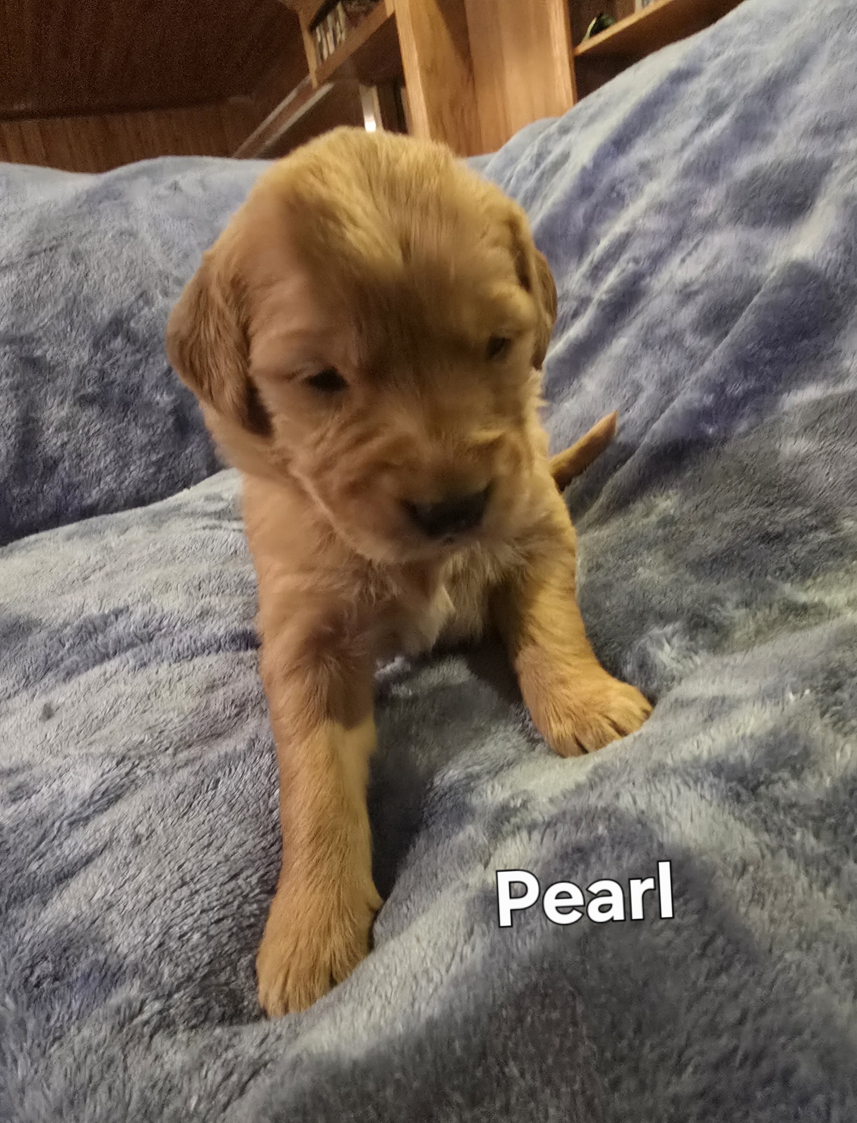 Golden Retriever Puppies - Girls image 3