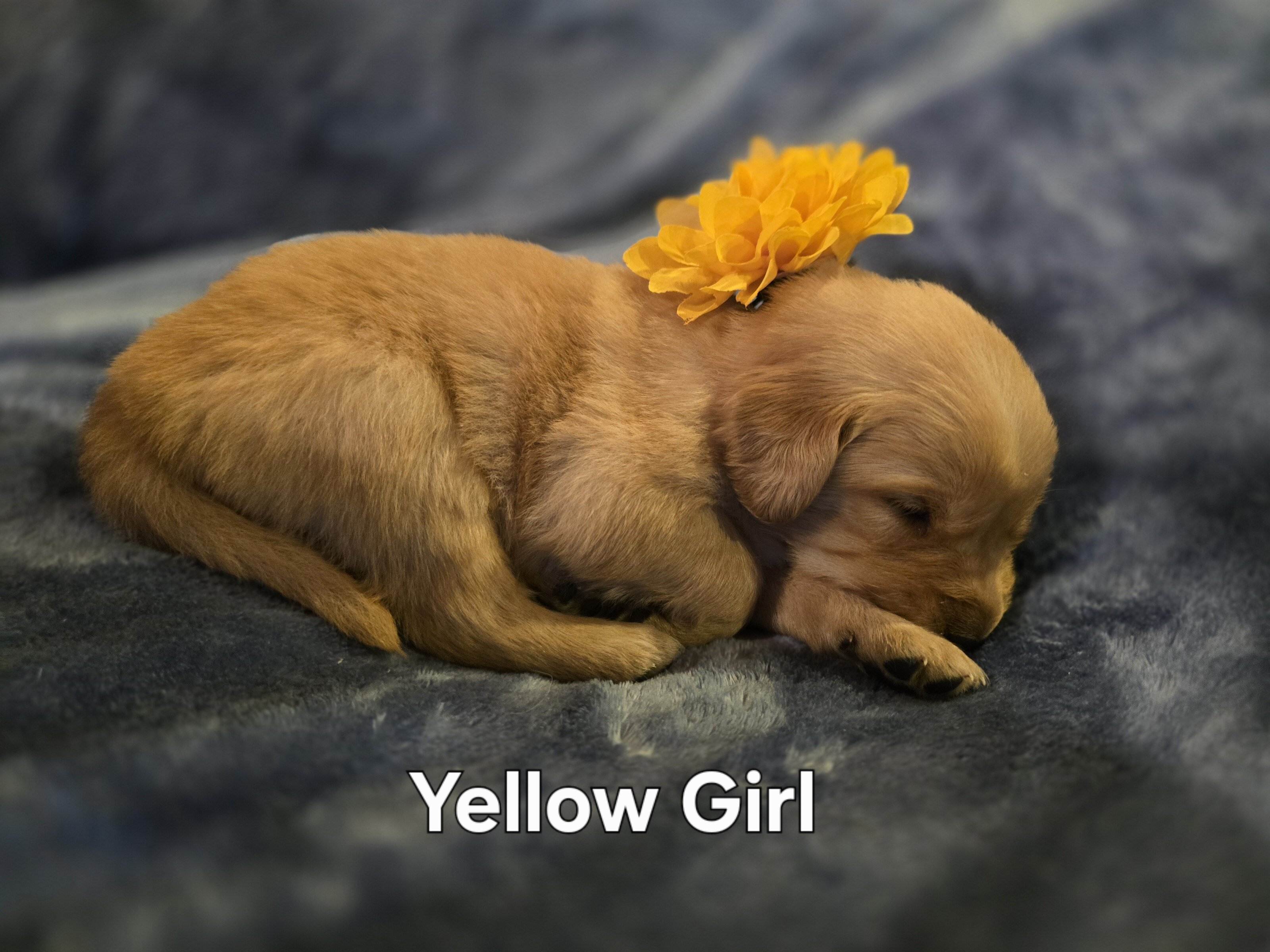 Golden Retriever Puppies - Girls image 2
