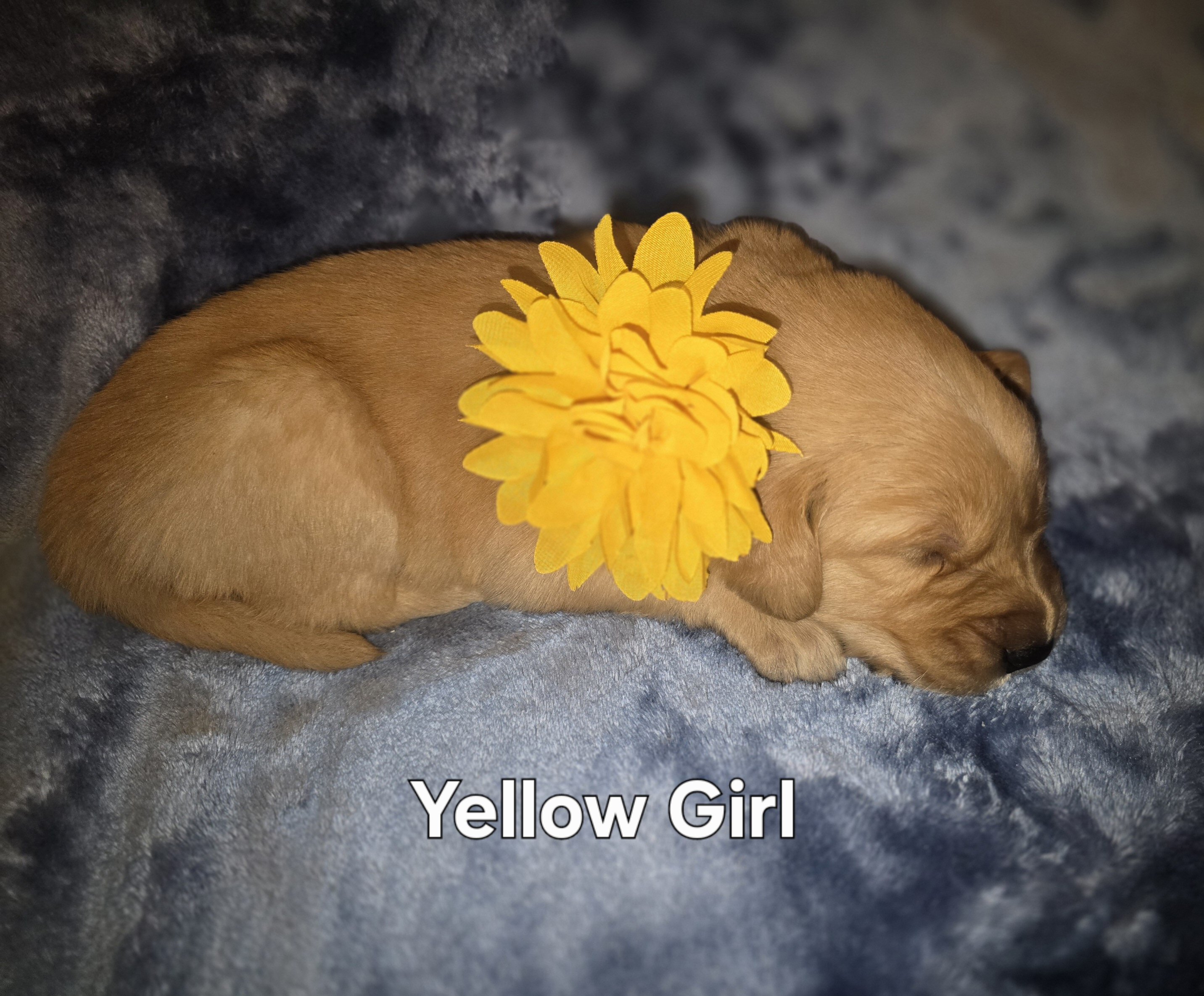 Golden Retriever Puppies - Girls image 1