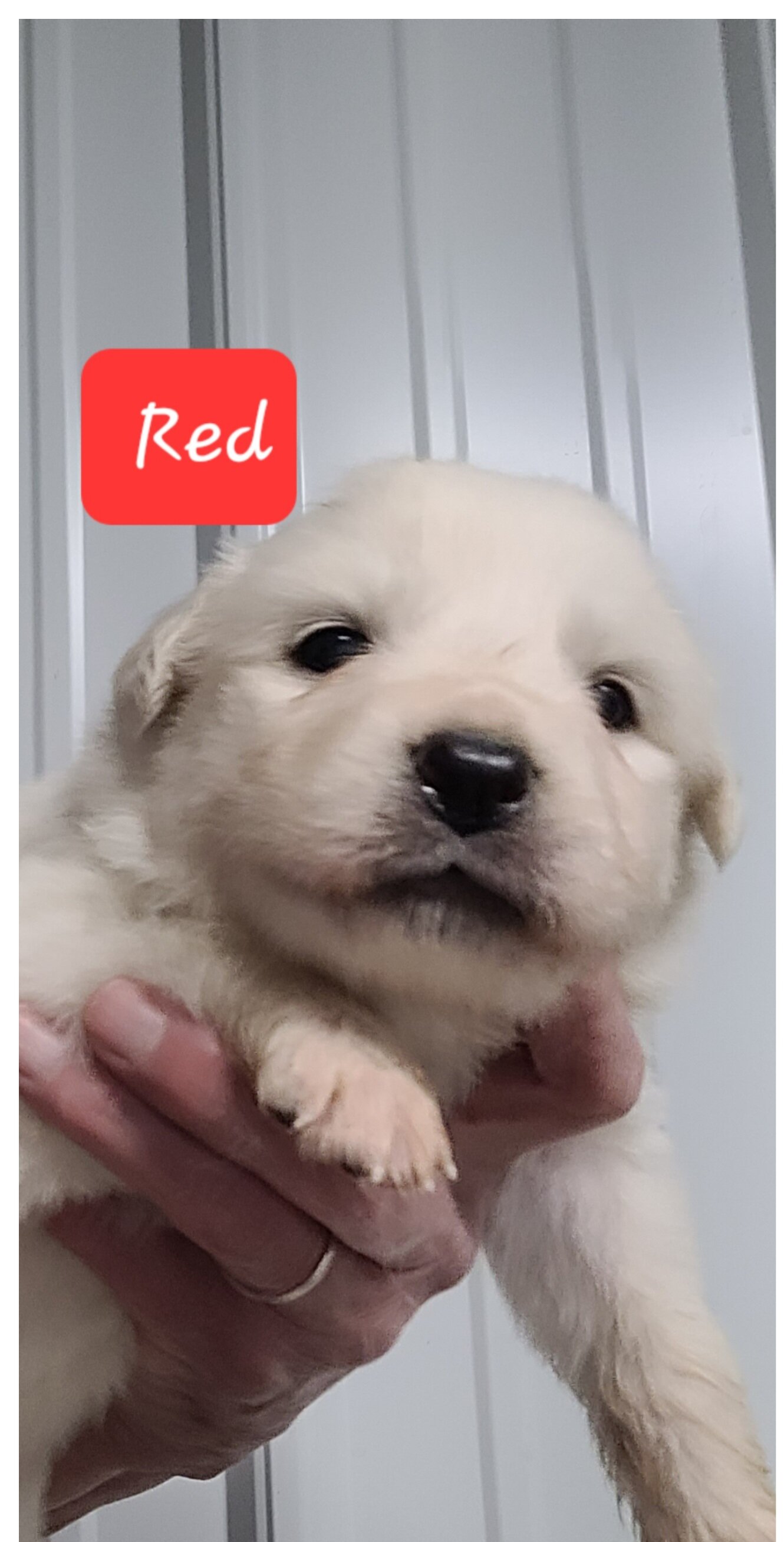 AKC Great Pyrenees puppies image 1