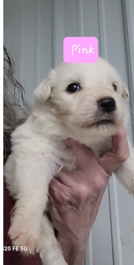 AKC Great Pyrenees puppies image 2