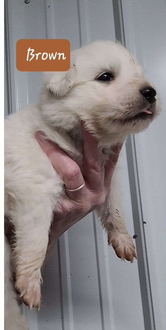 AKC Great Pyrenees puppies image 3