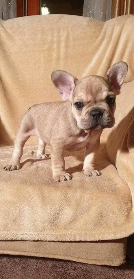 French bulldog image 1