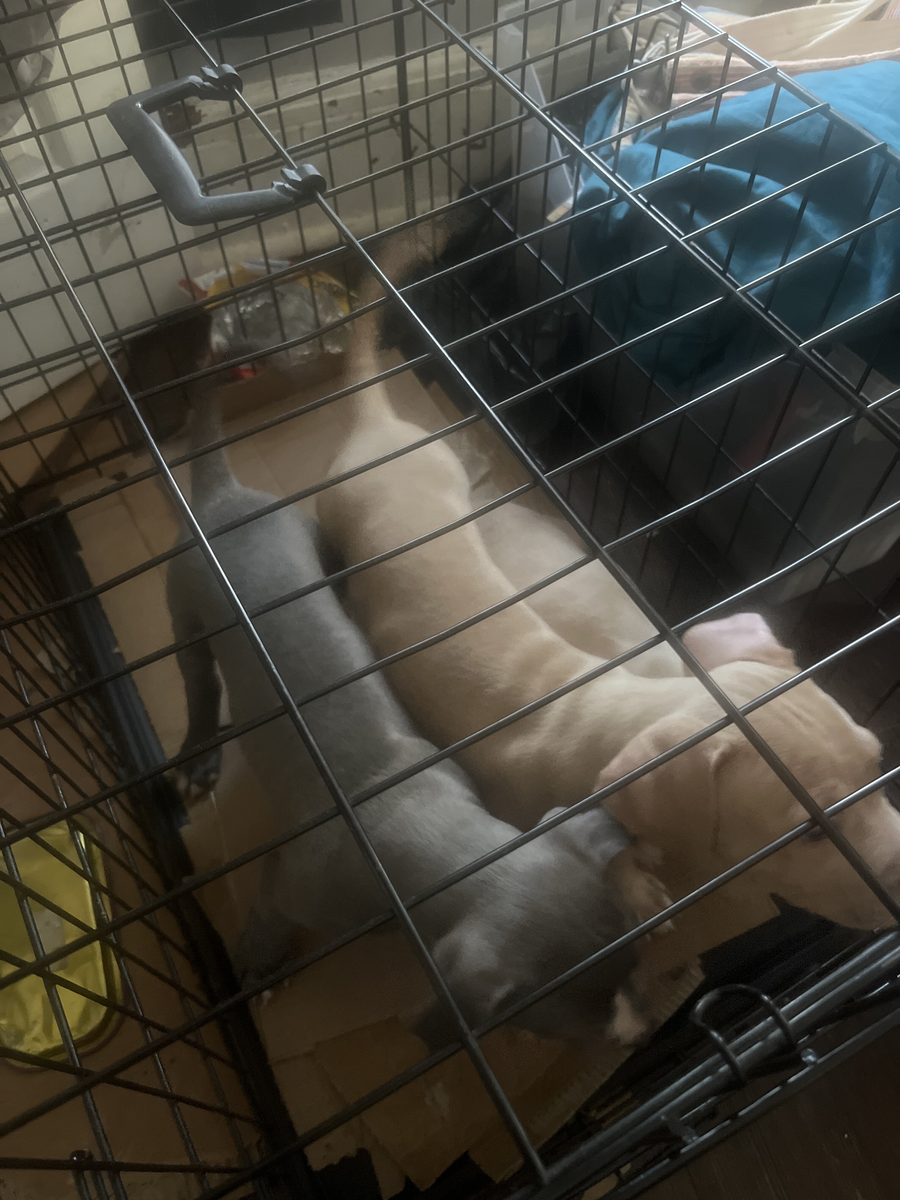 Pit bull puppies image 1