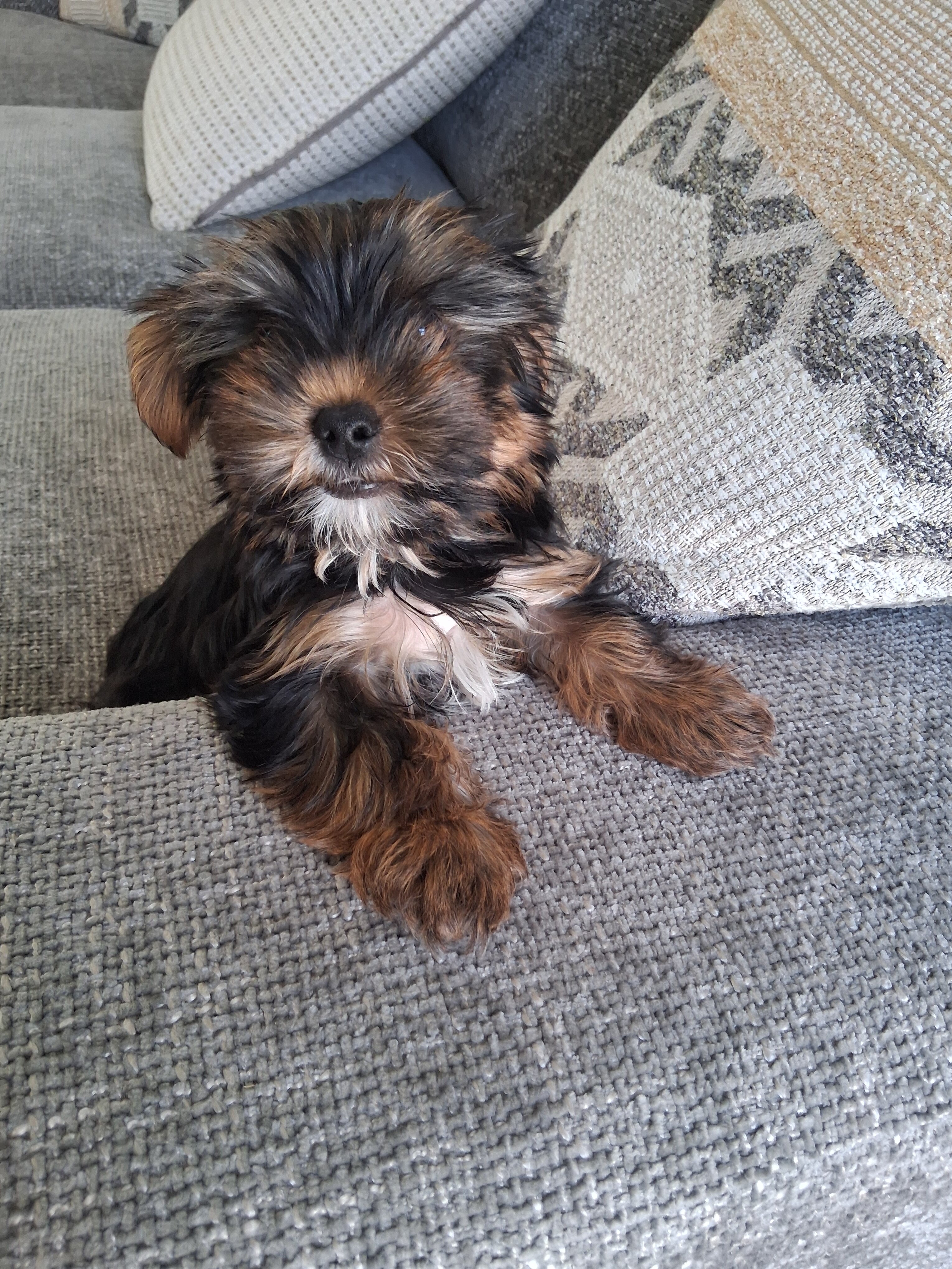 Yorkshire Terrier puppy image 4