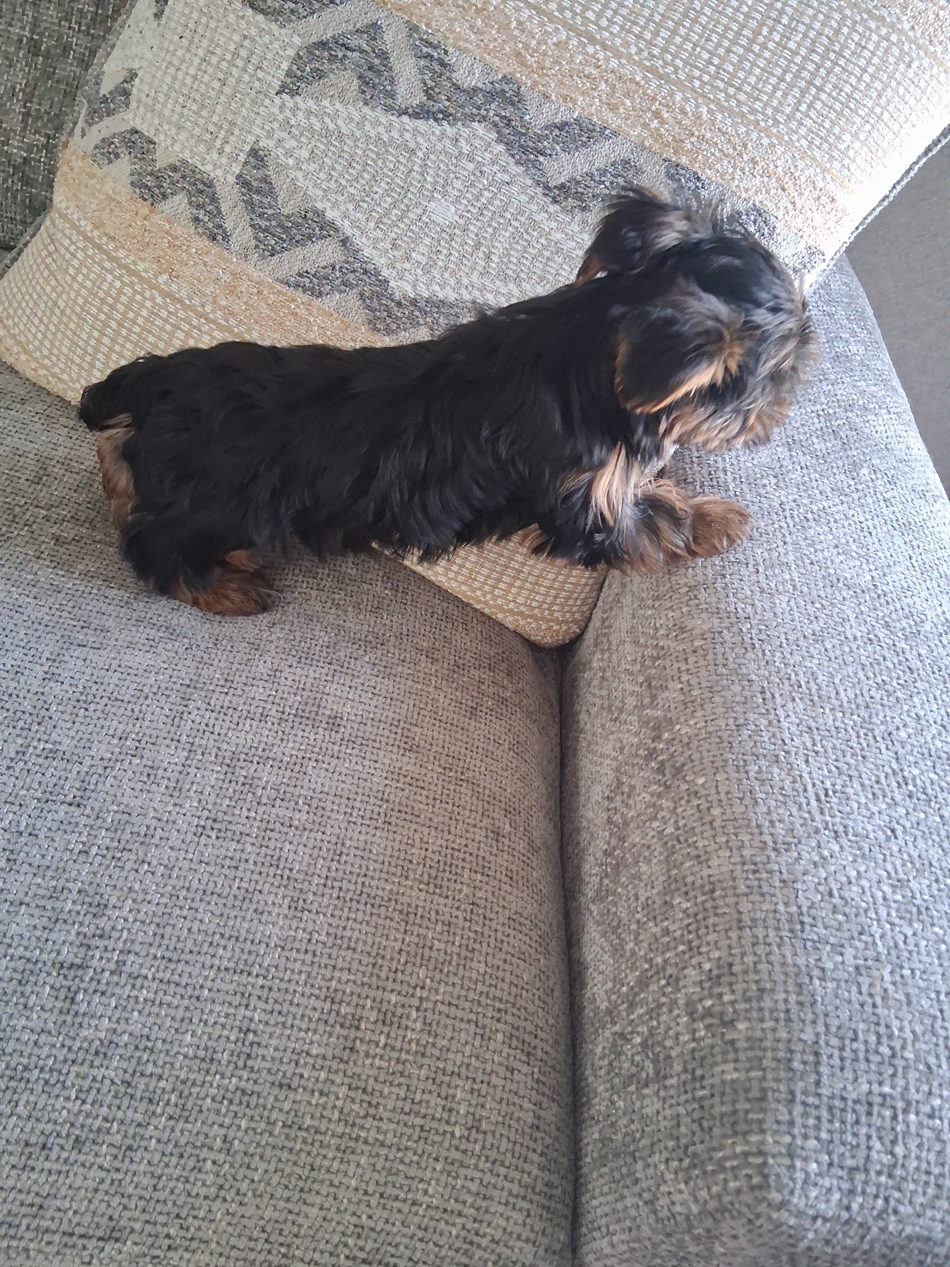 Yorkshire Terrier puppy image 3