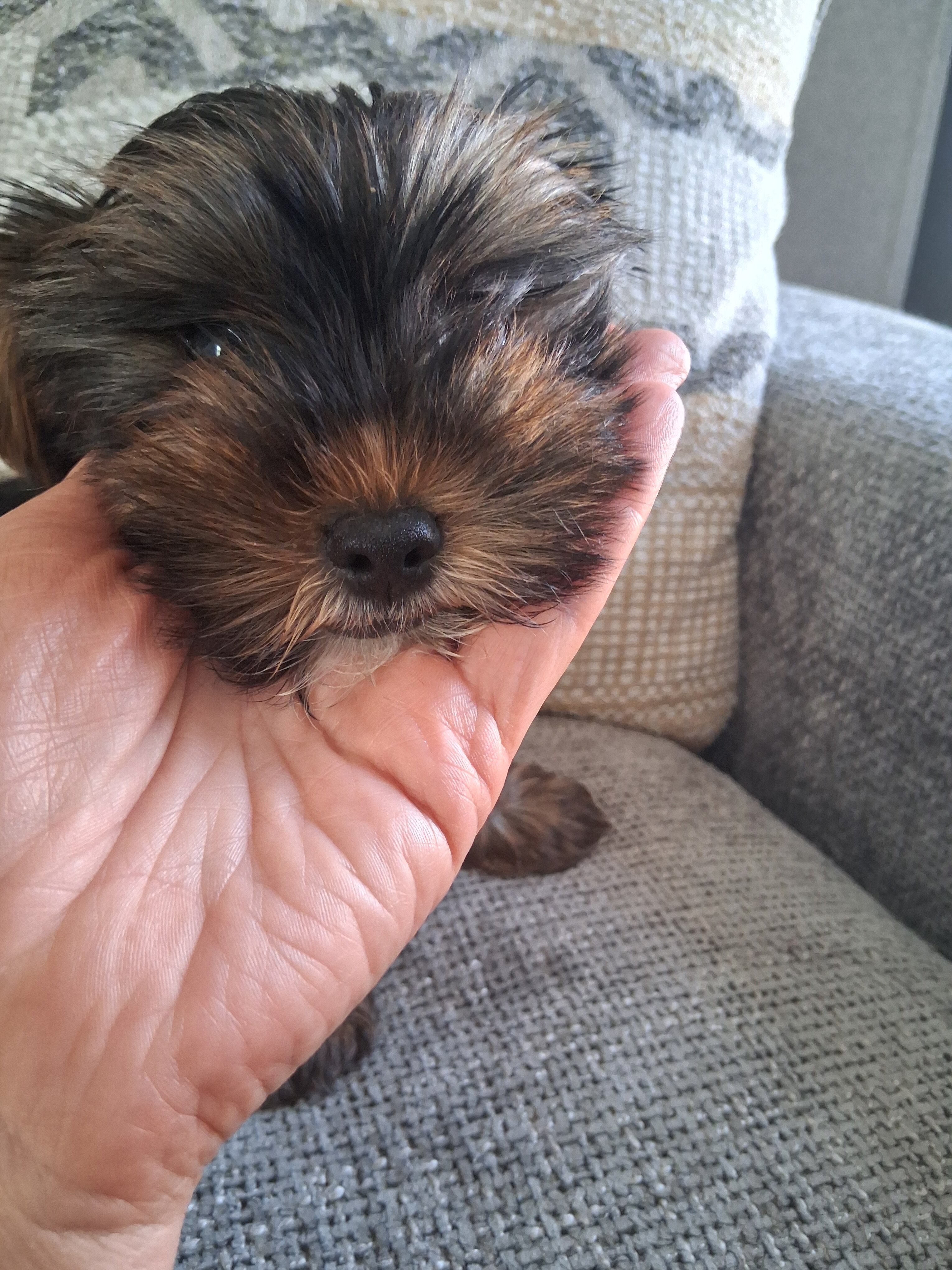 Yorkshire Terrier puppy image 2