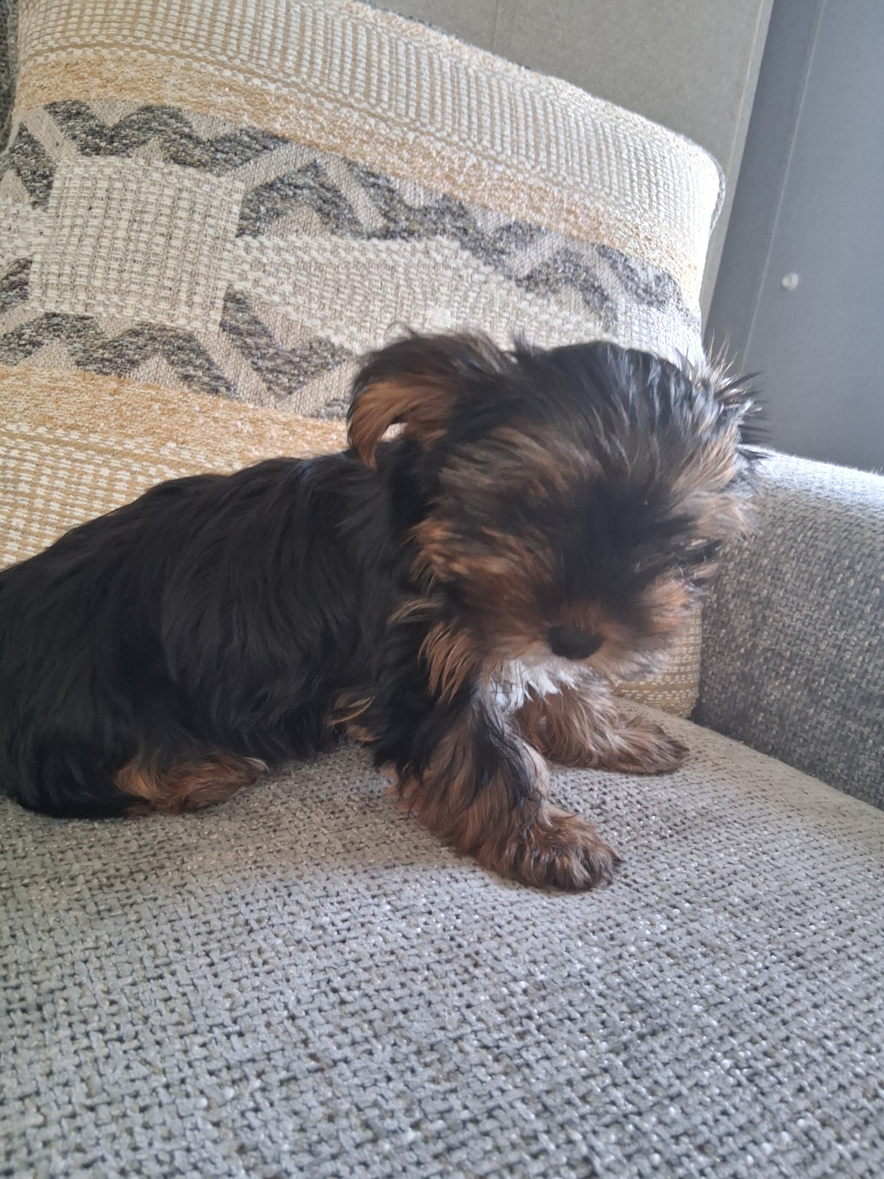 Yorkshire Terrier puppy image 1