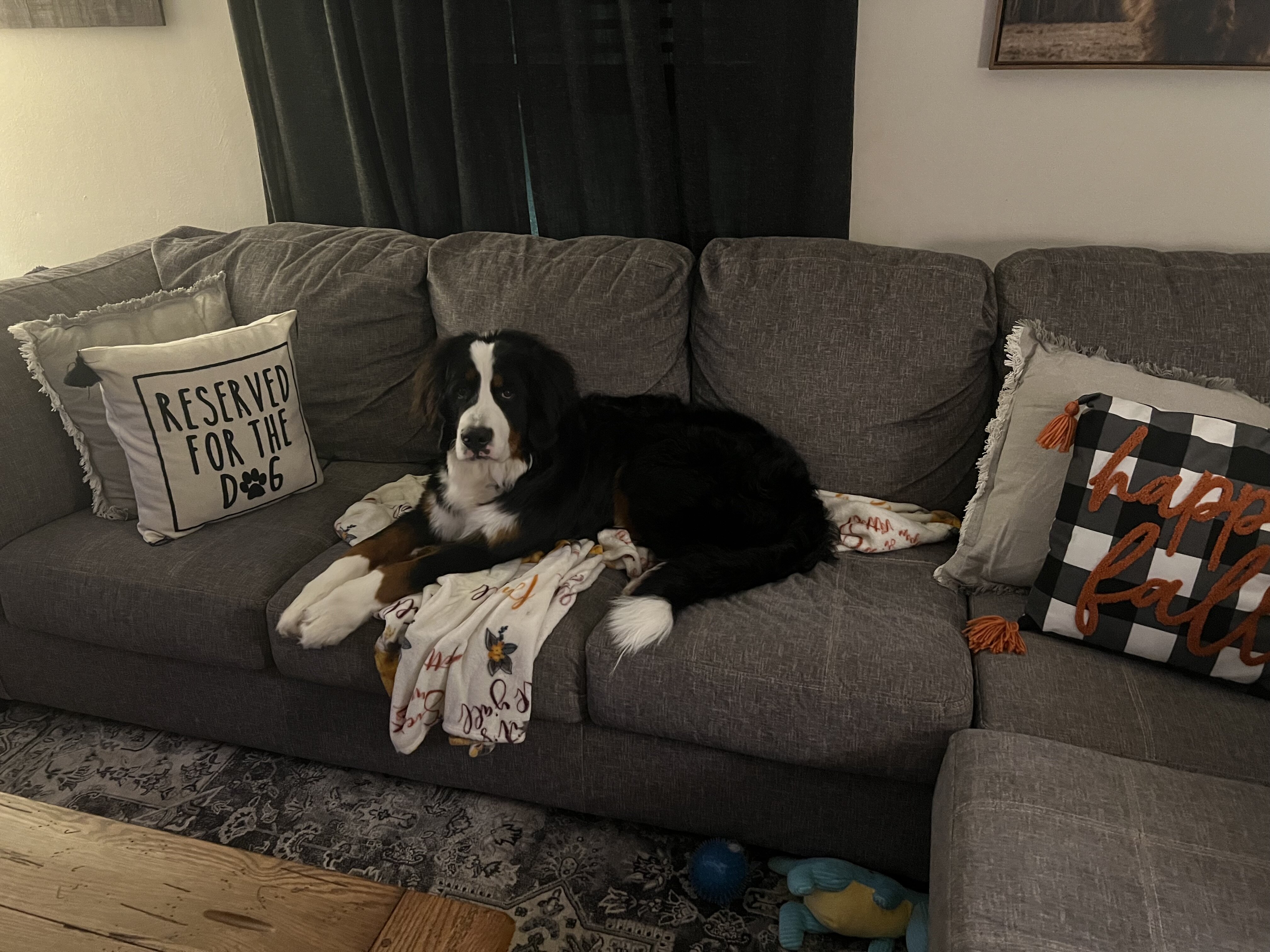 Bernese Mountain Dog image 2