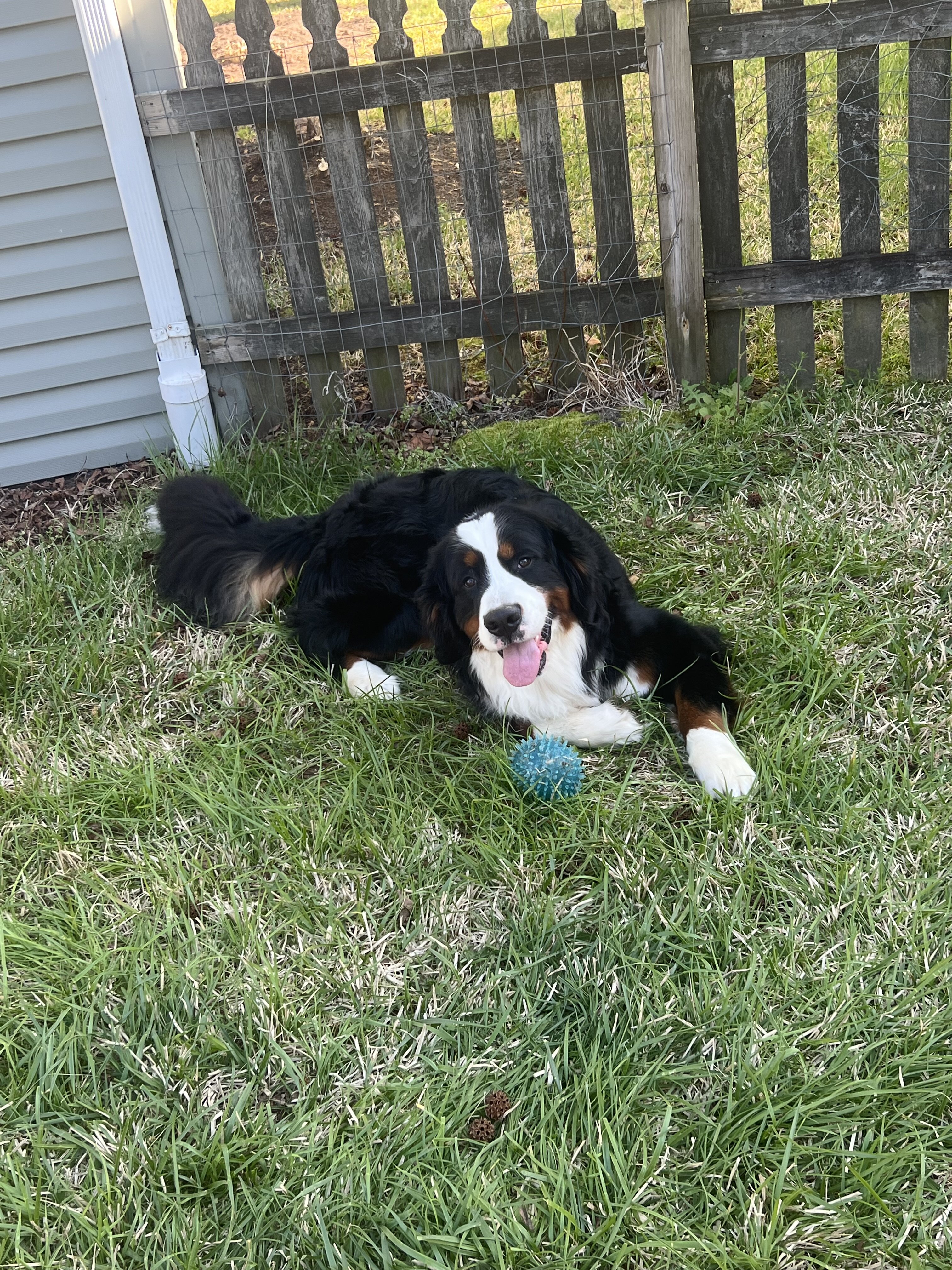 Bernese Mountain Dog image 1