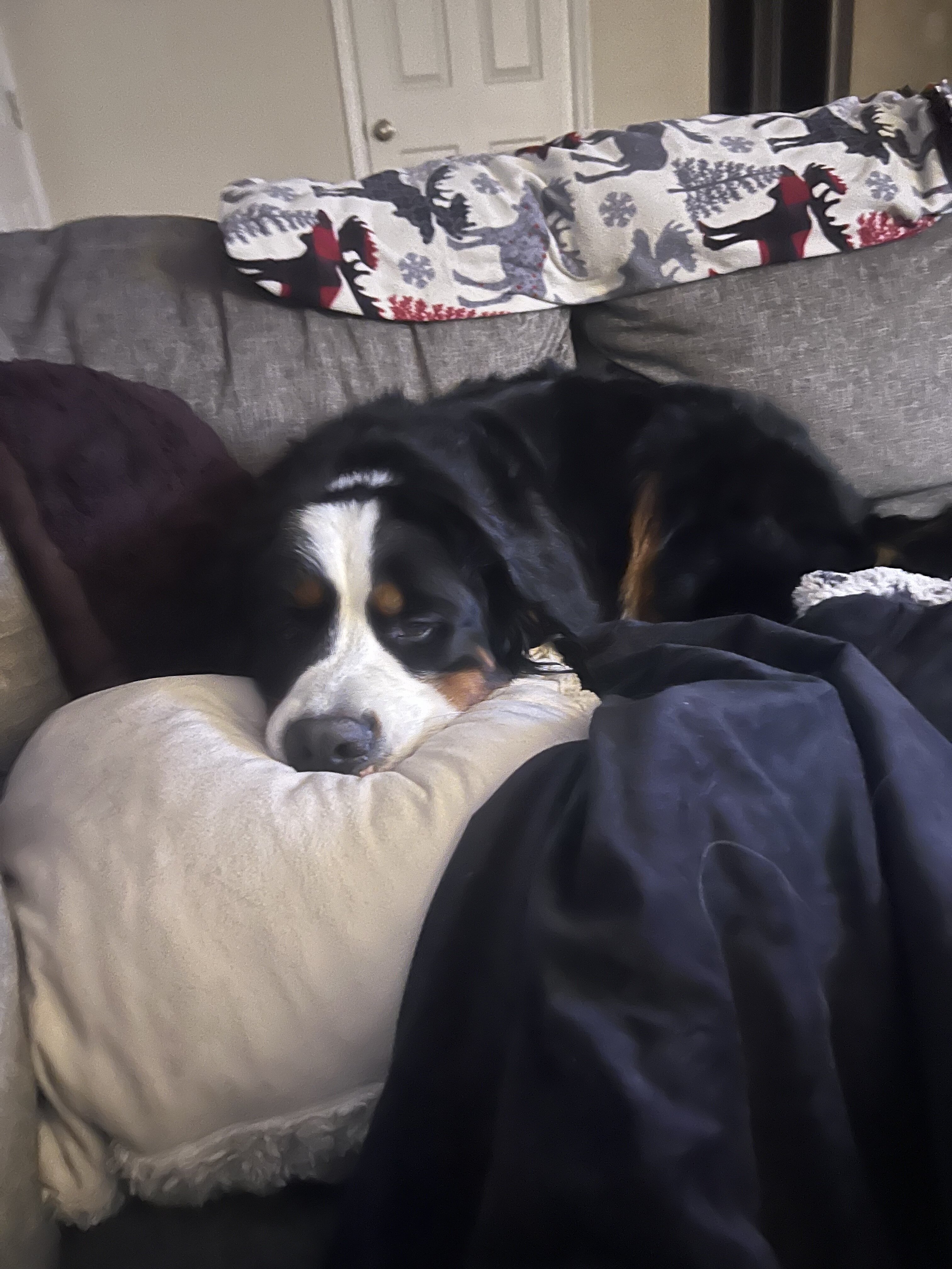 Bernese Mountain Dog image 3