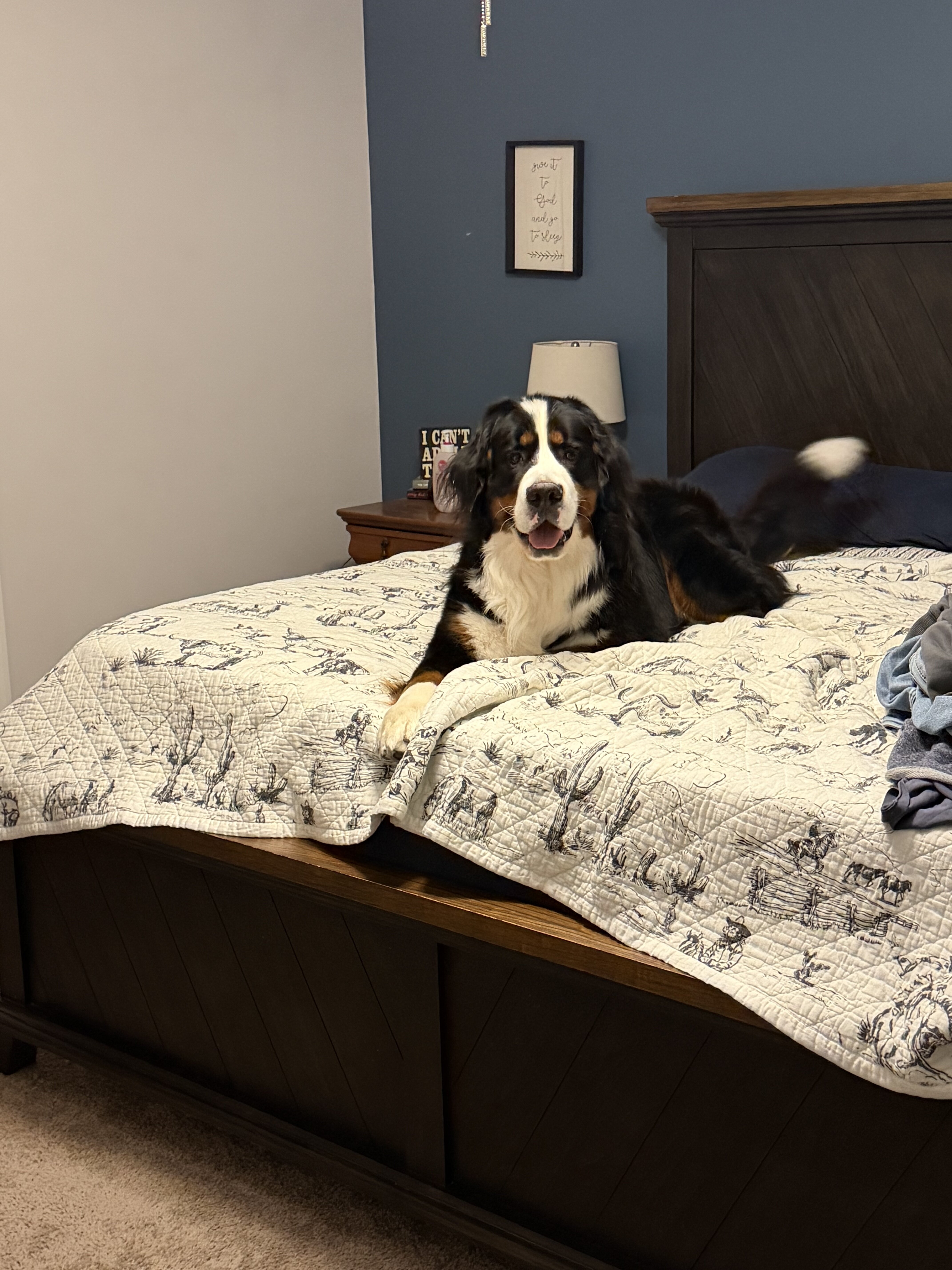 Bernese Mountain Dog image 4