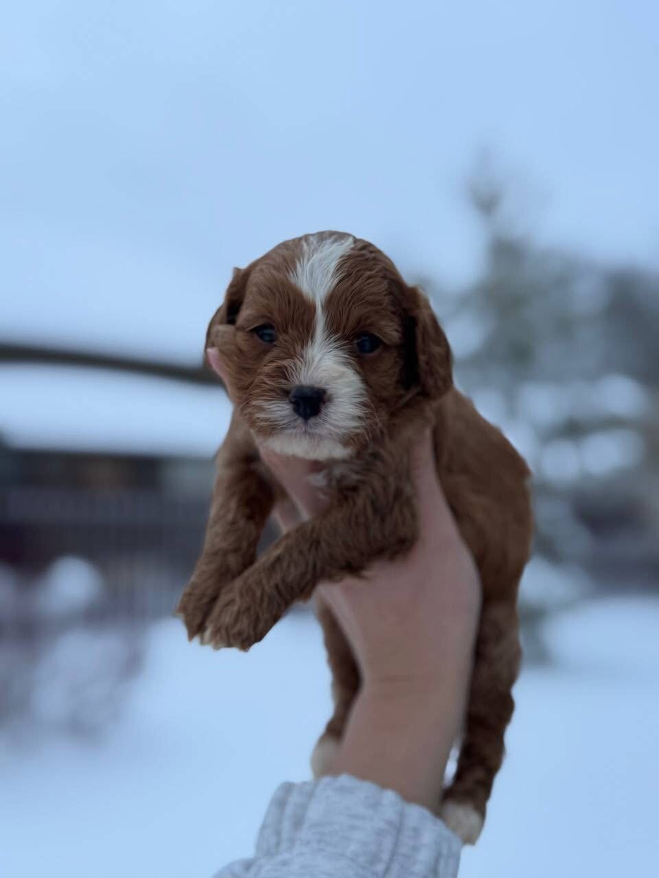 A cute Cockapoo girl with intelligent eyes image 1
