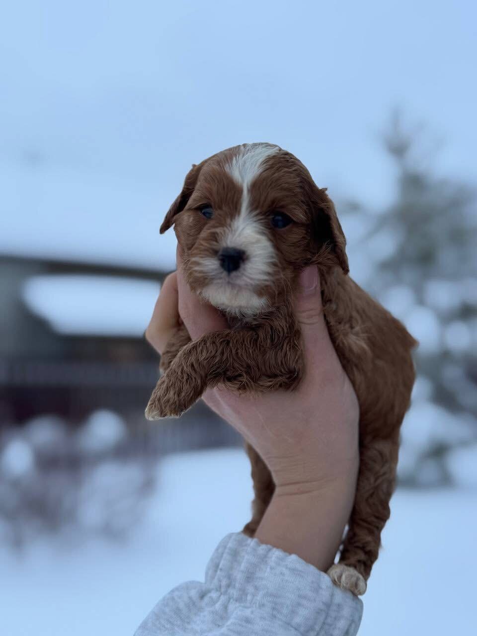 A cute Cockapoo girl with intelligent eyes image 2