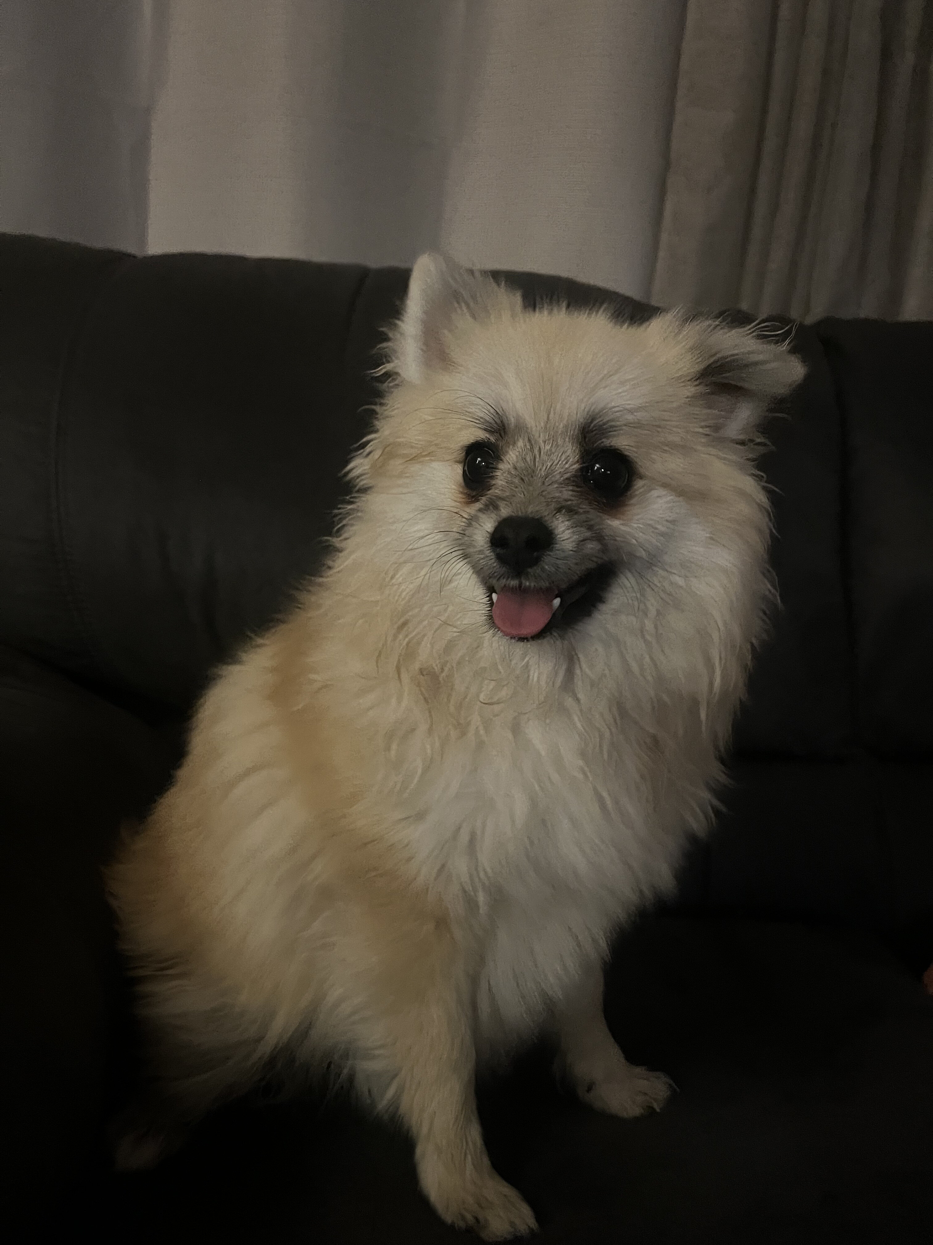 Pomeranian Puppies image 3