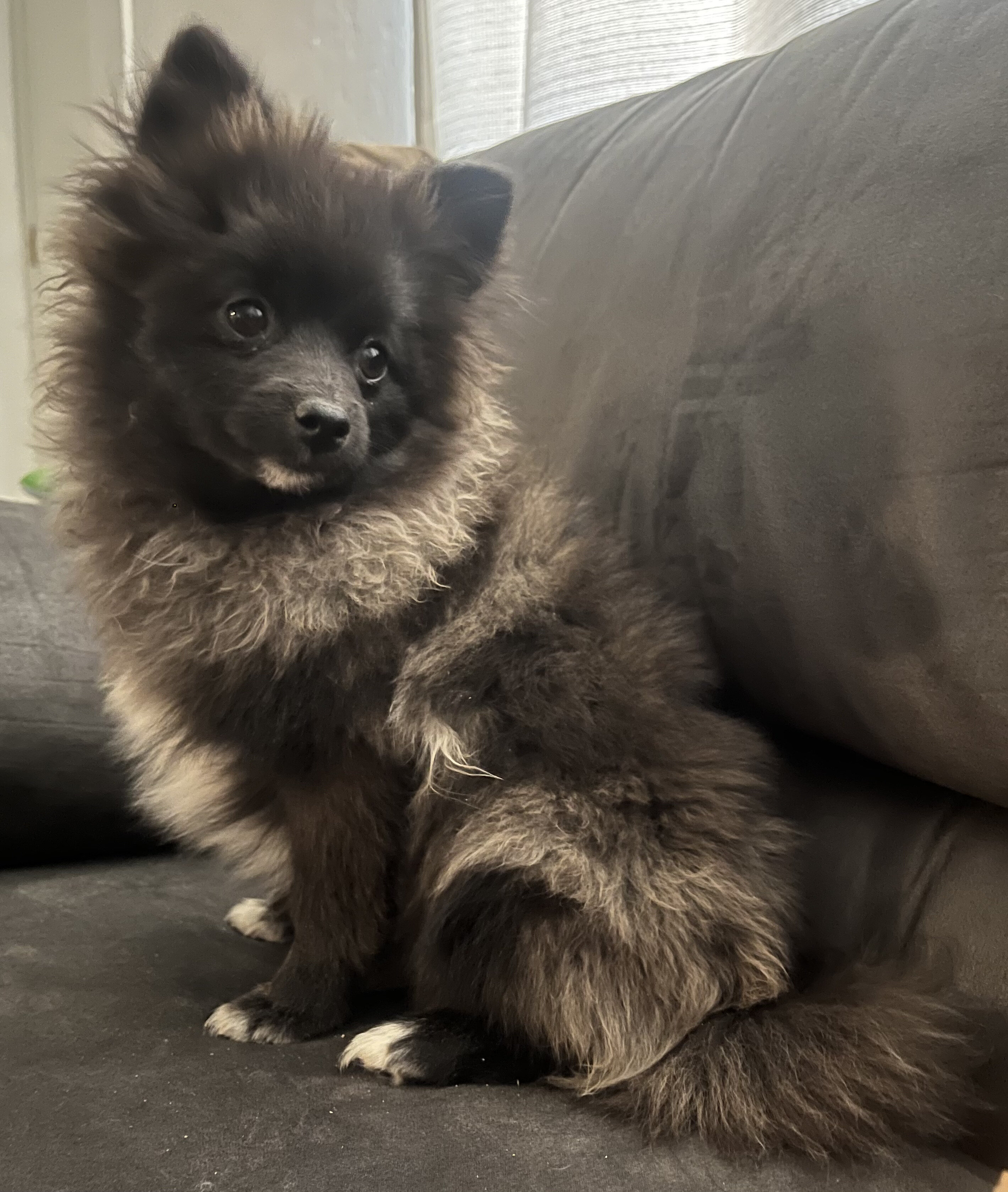 Pomeranian Puppies image 1