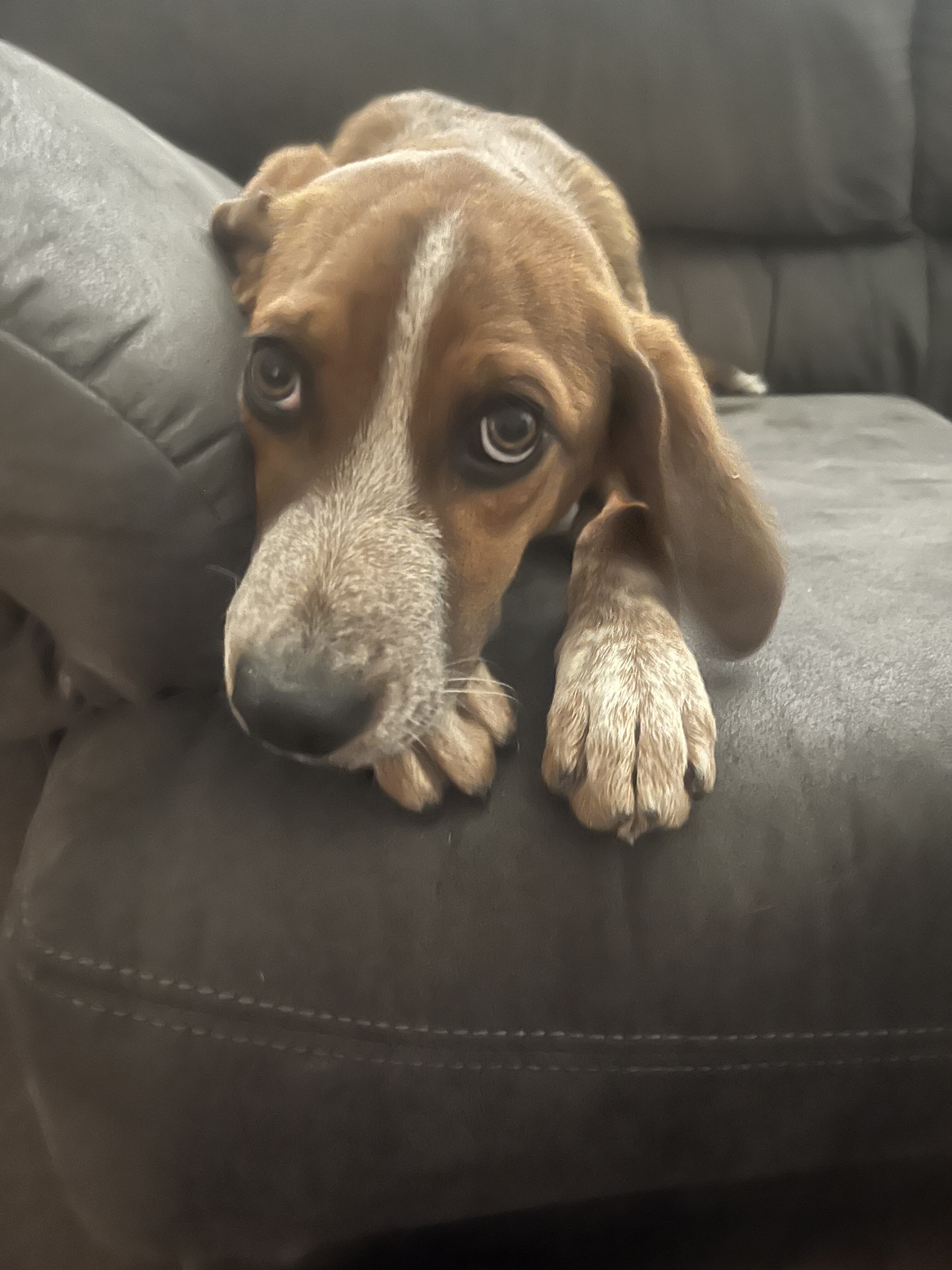 Mixed Hound Pup image 1