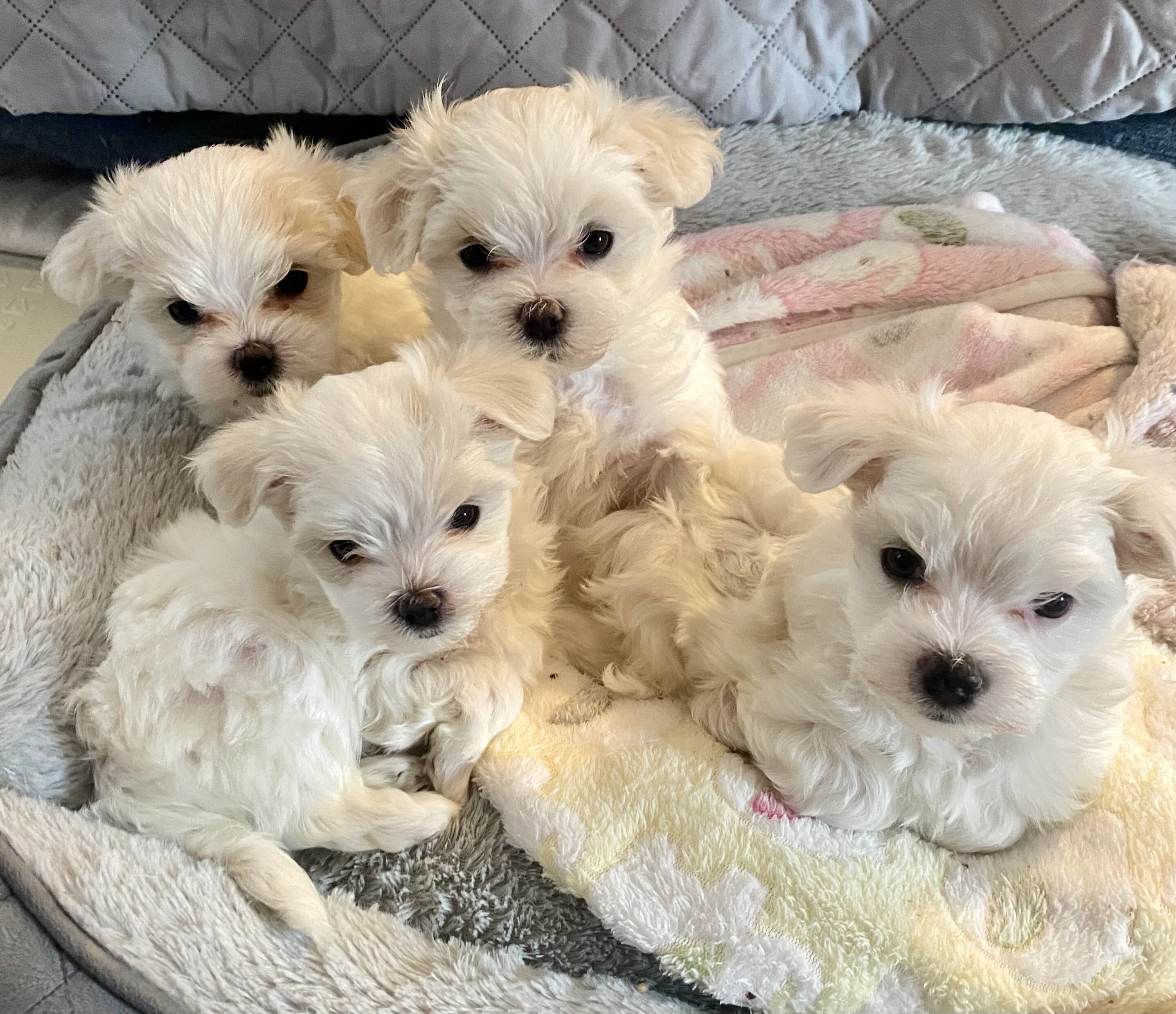 Maltese puppies image 7