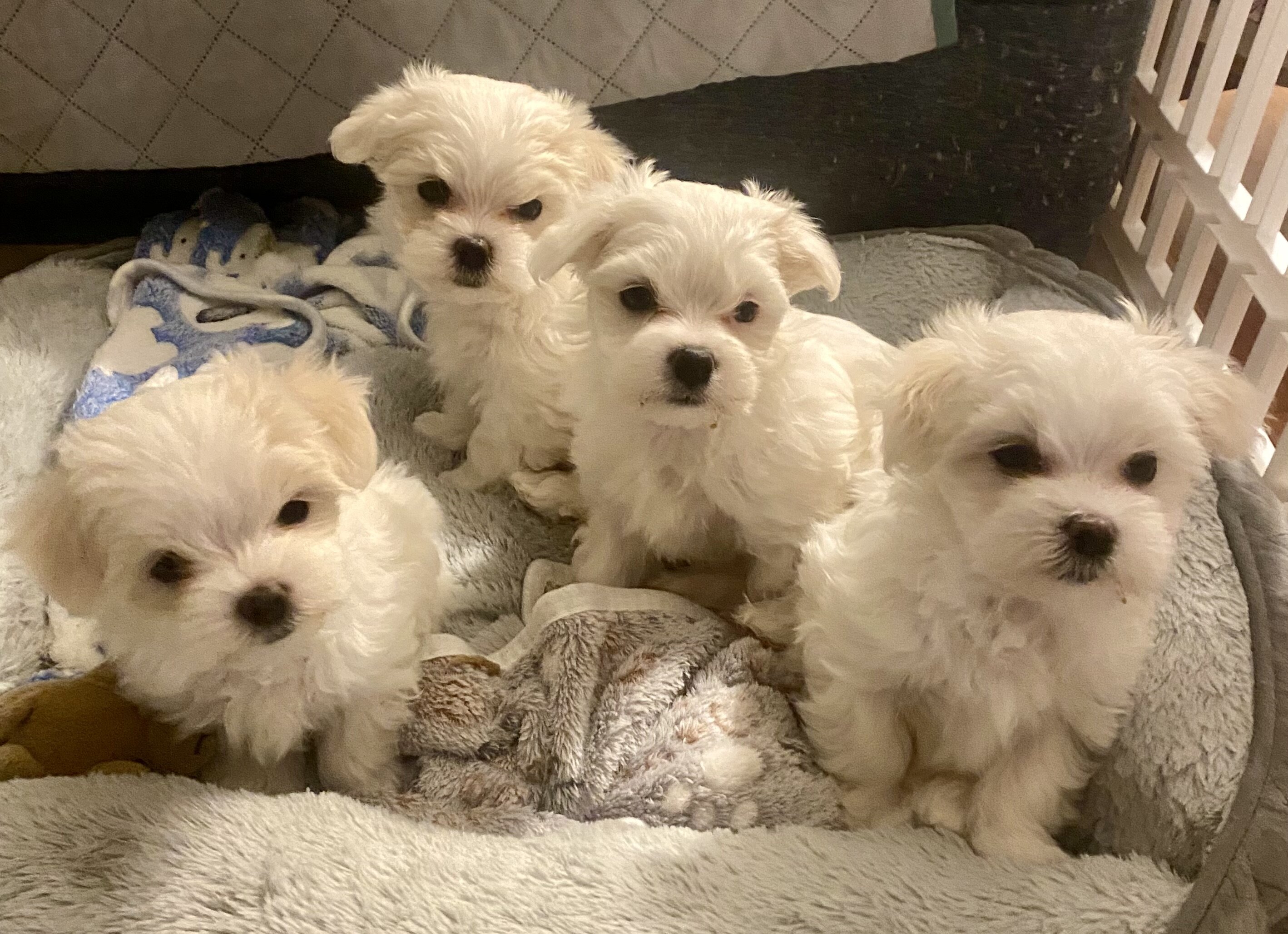 Maltese puppies image 6