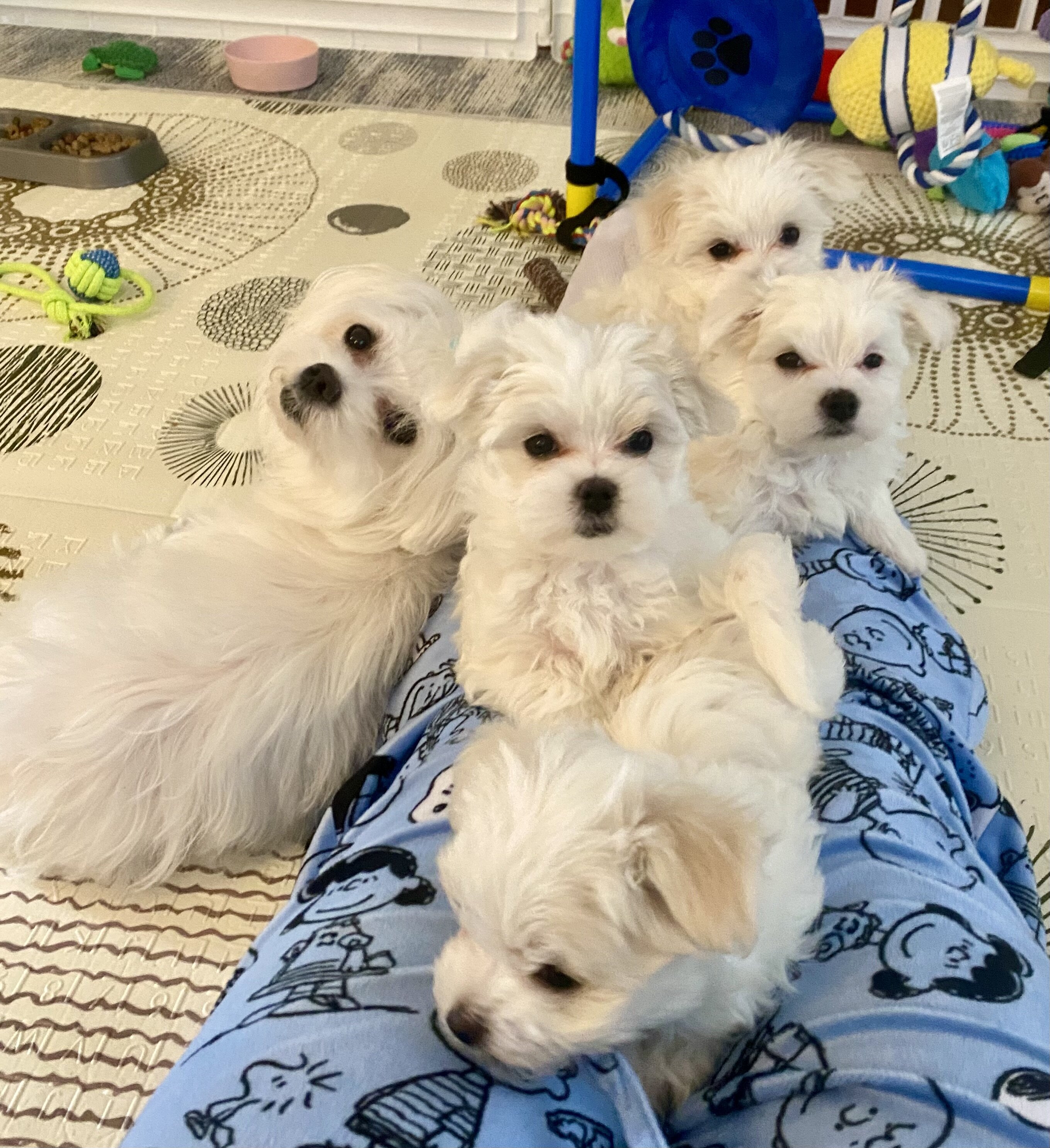 Maltese puppies image 5