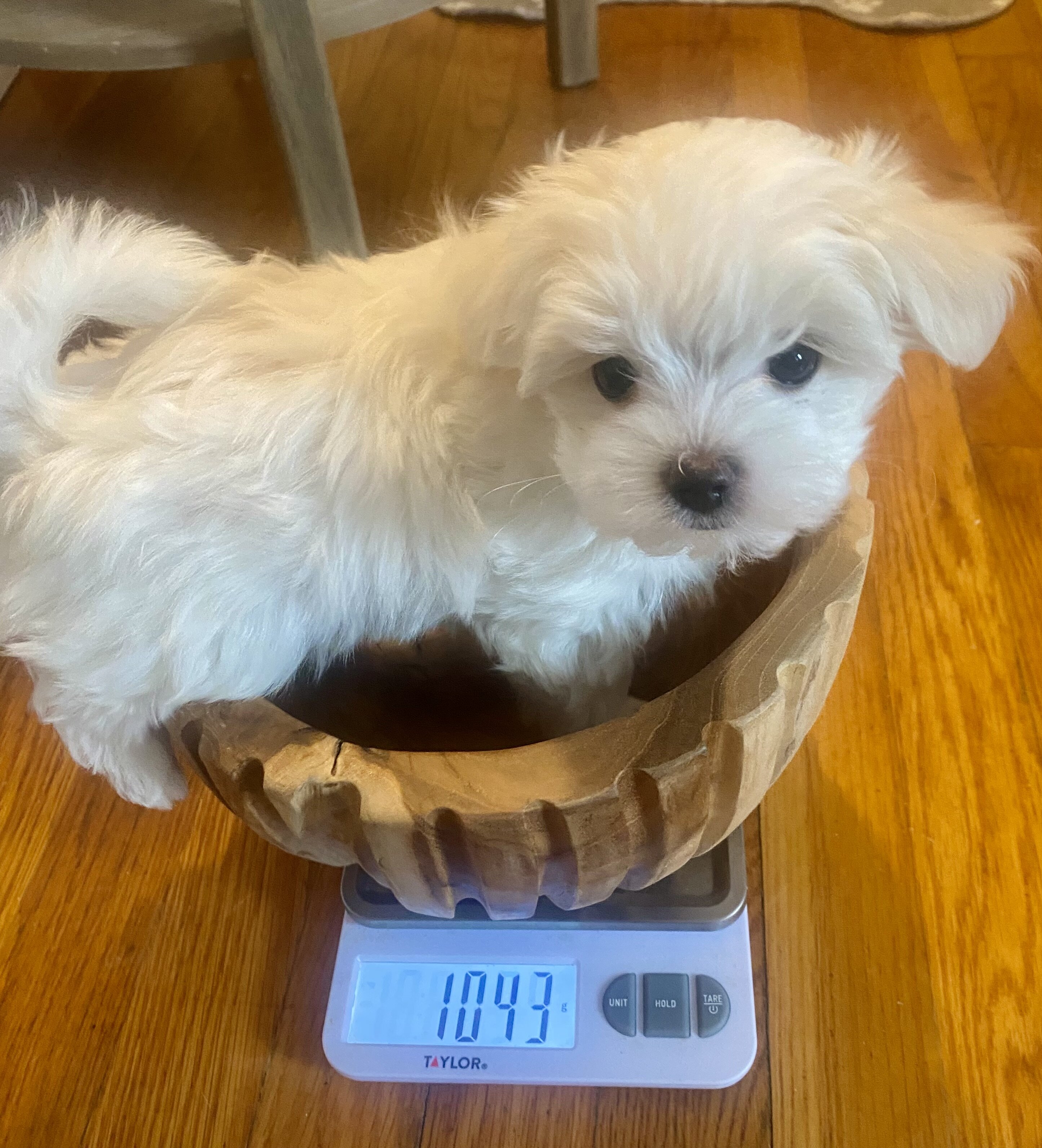 Maltese puppies image 3