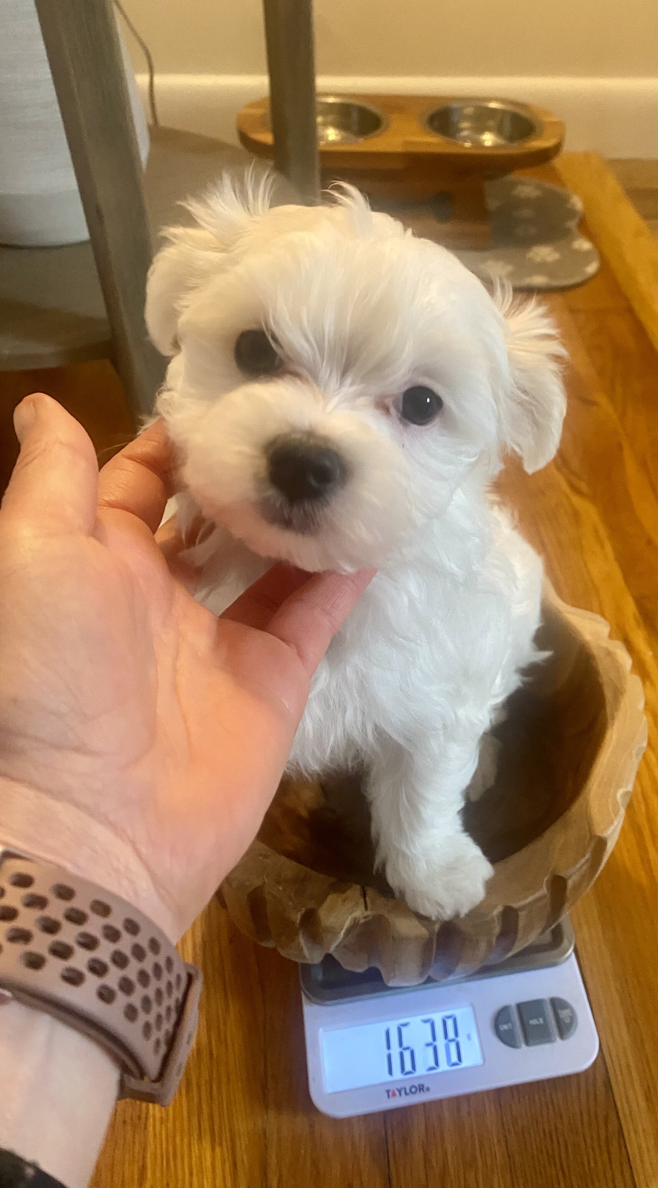 Maltese puppies image 4