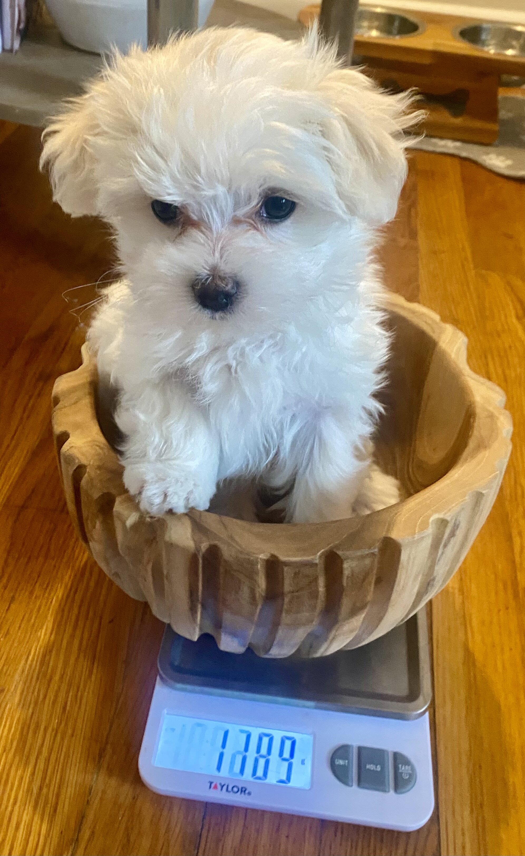 Maltese puppies image 1