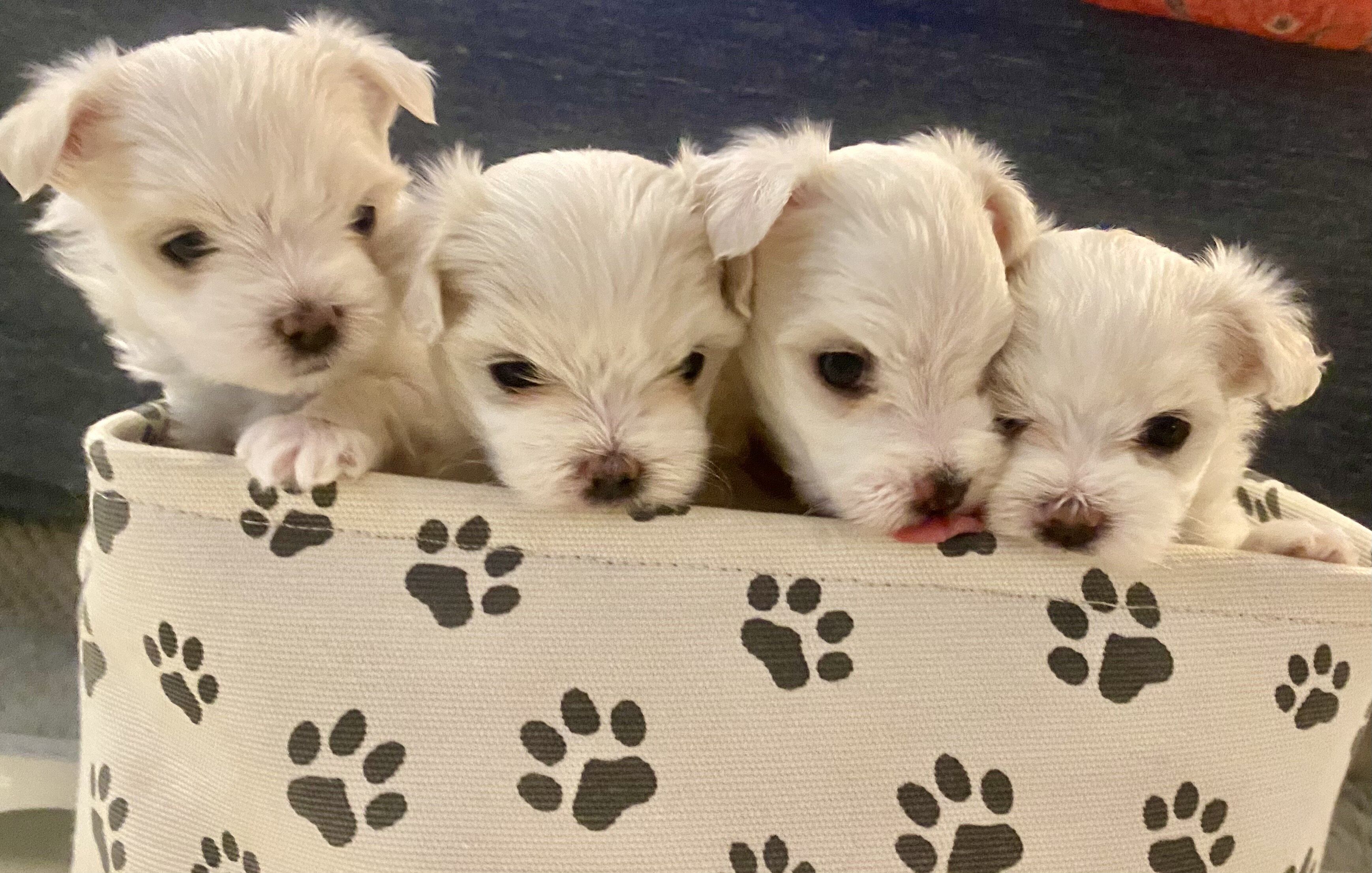 Maltese puppies image 9