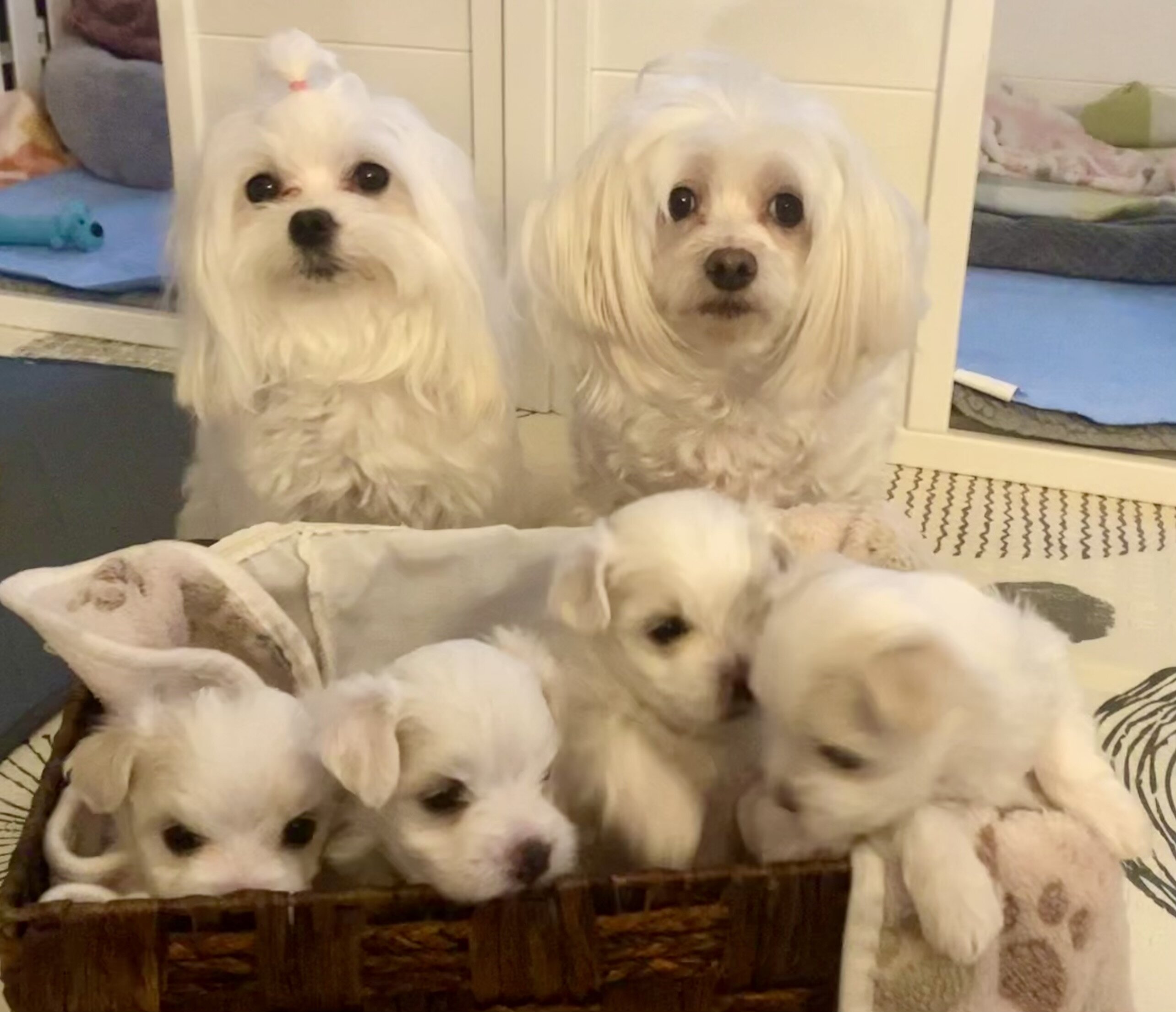 Maltese puppies image 8