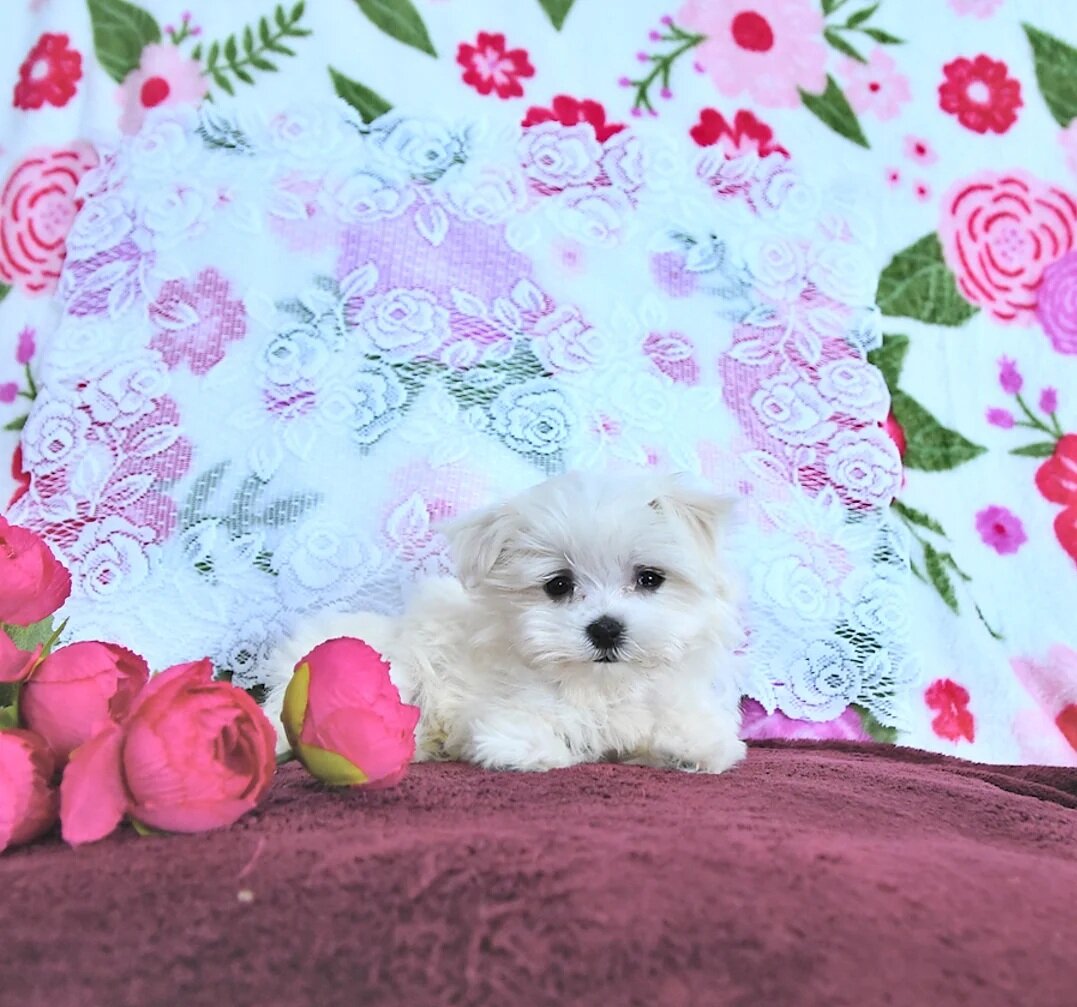 Precious Purebred Maltese Puppy image 2
