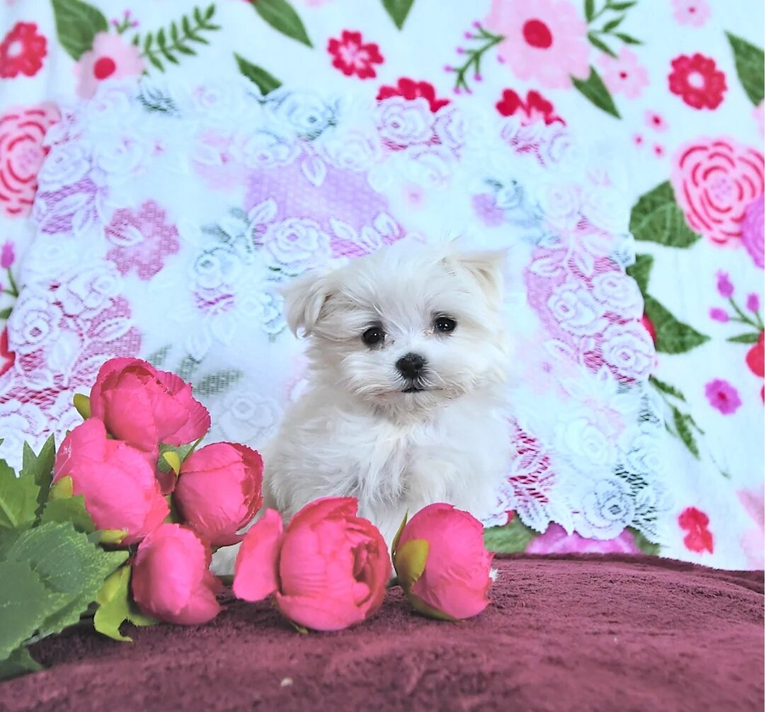 Precious Purebred Maltese Puppy image 1