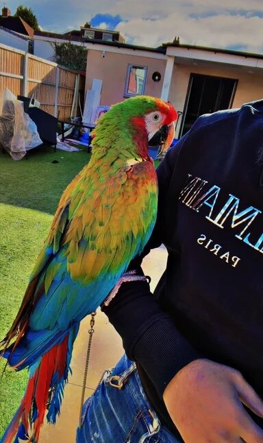 Shamrock Macaw – Rare, Striking & Elite Companion image 4